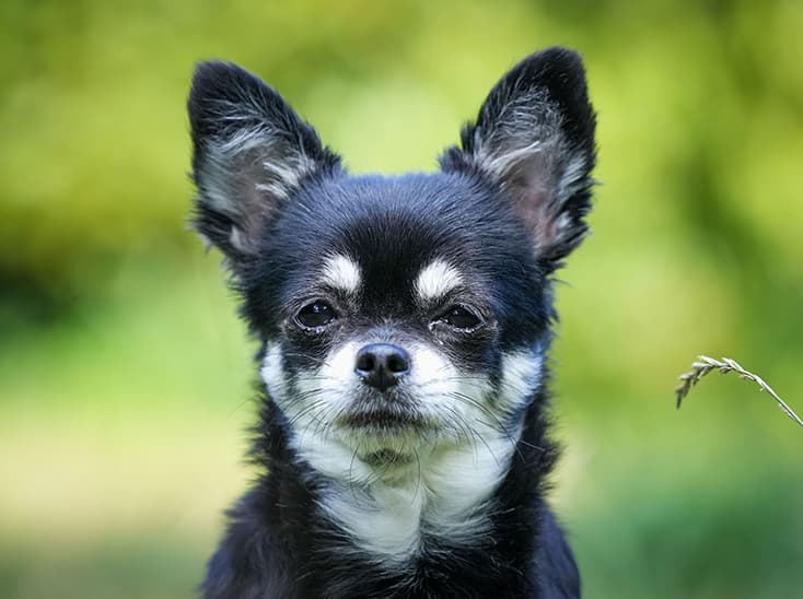 Adorable Chihuahua Portrait with Big Ears Outdoors