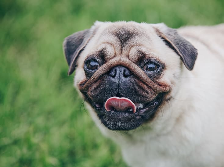happy cute pug