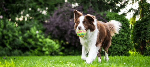 dog with toy