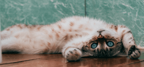 cute kitten