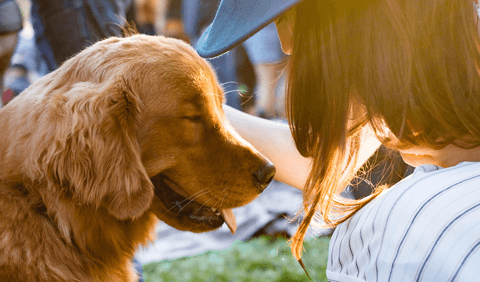 Retriever and owner