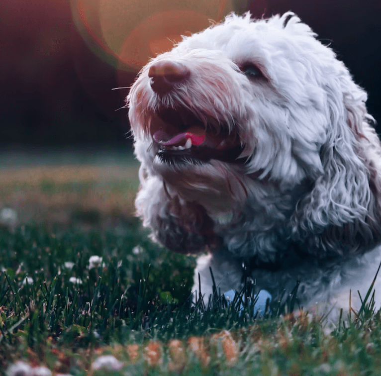 Tom&Sawyer — Why Do Dogs Eat Grass? Understanding the Nutritional Needs Behind This Common Behavior