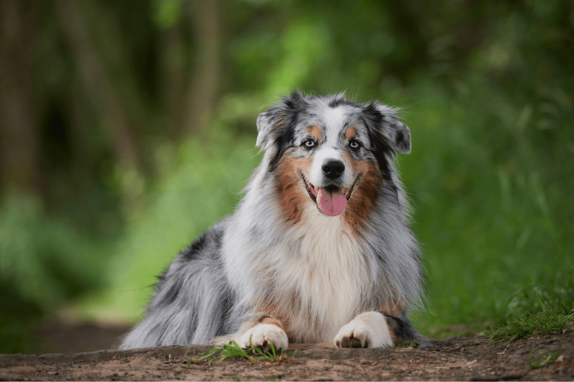 Blue Merle Australian Shepherd lying down with its tongue out outdoors.