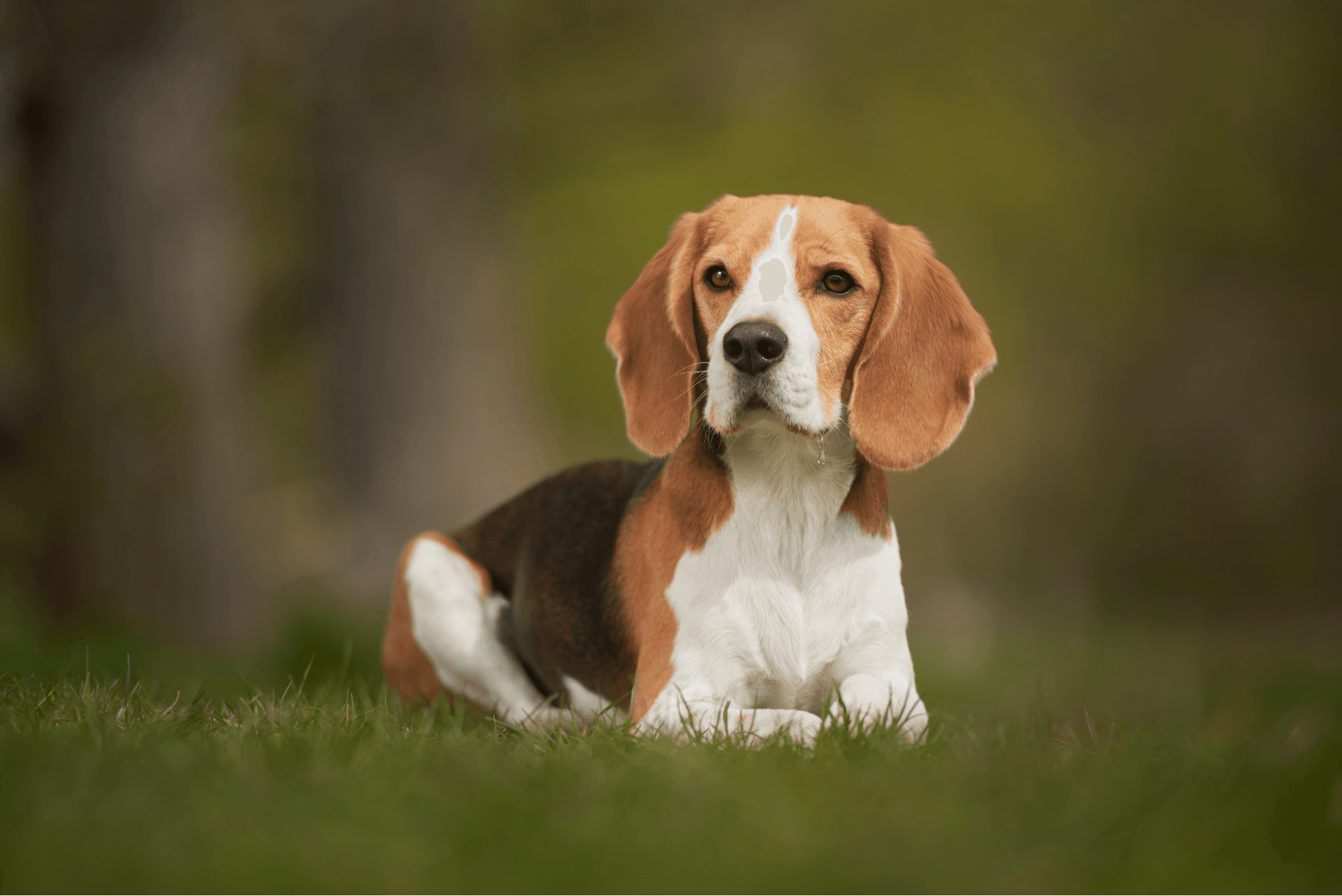 Beagle lying down in the grass with a soft, blurred background.