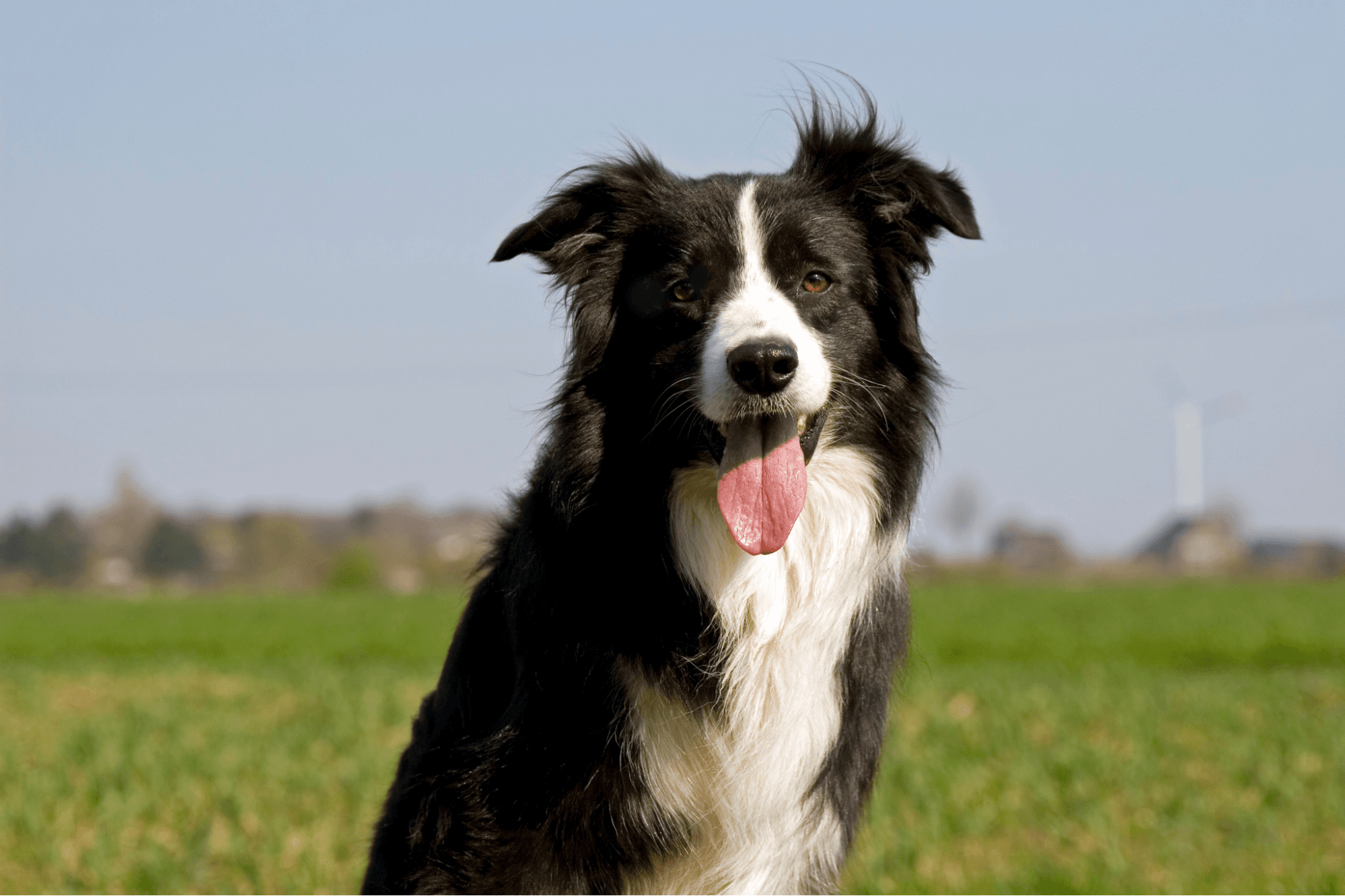 Black and white Border Collie sitting in a green field with its tongue out.
