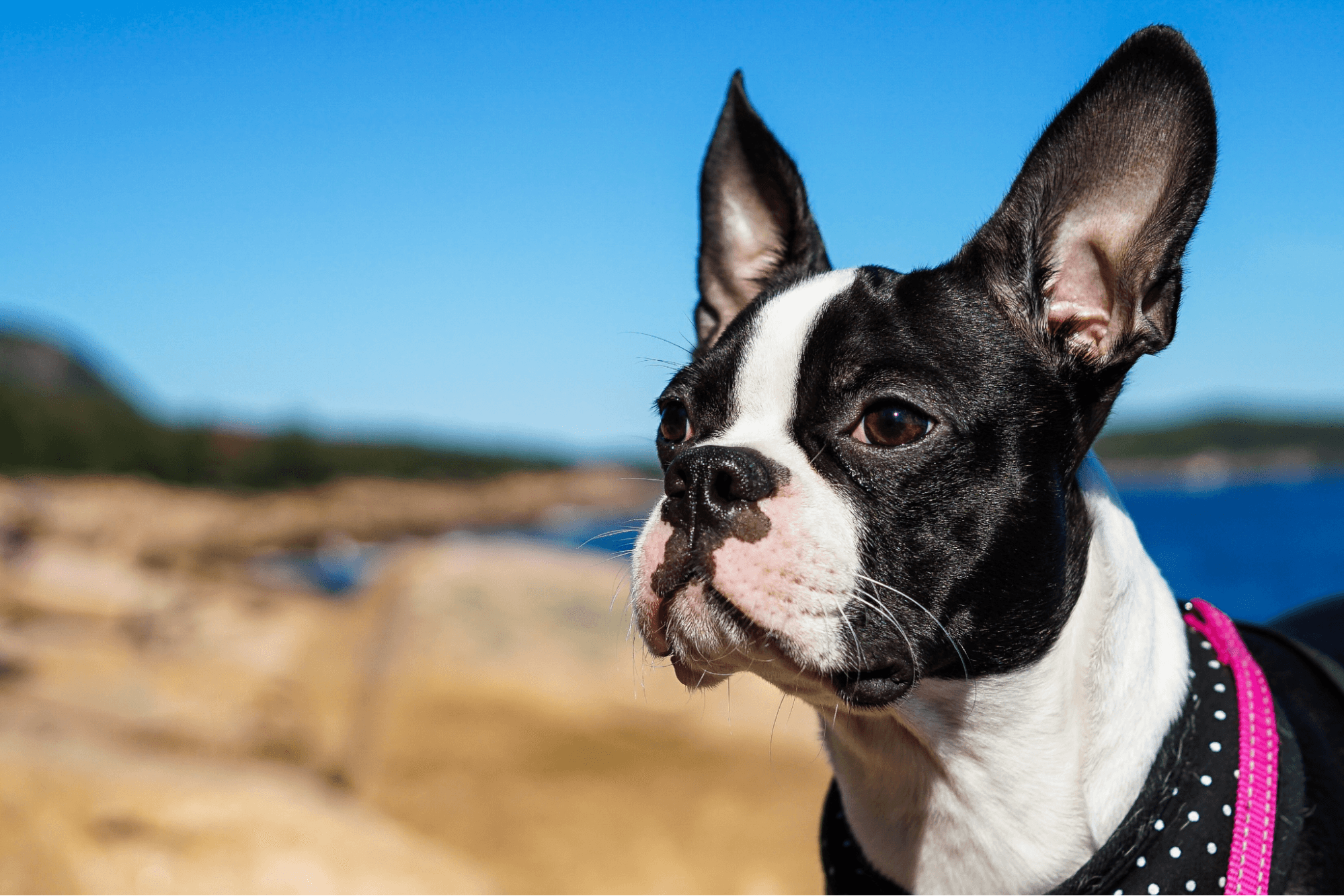 Boston Terrier profile with pointy ears near the coast.