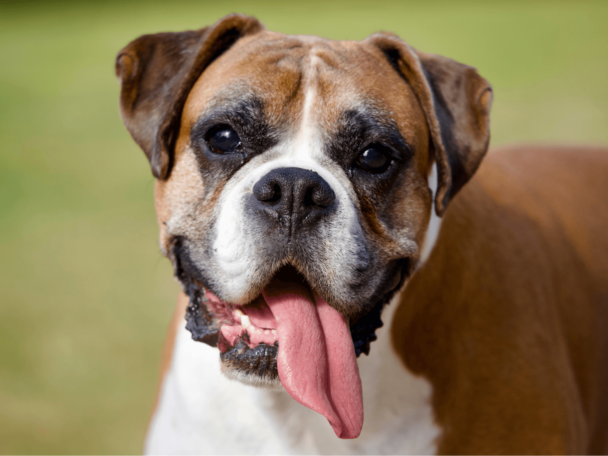 Close-up portrait of a Boxer dog with its tongue hanging out.