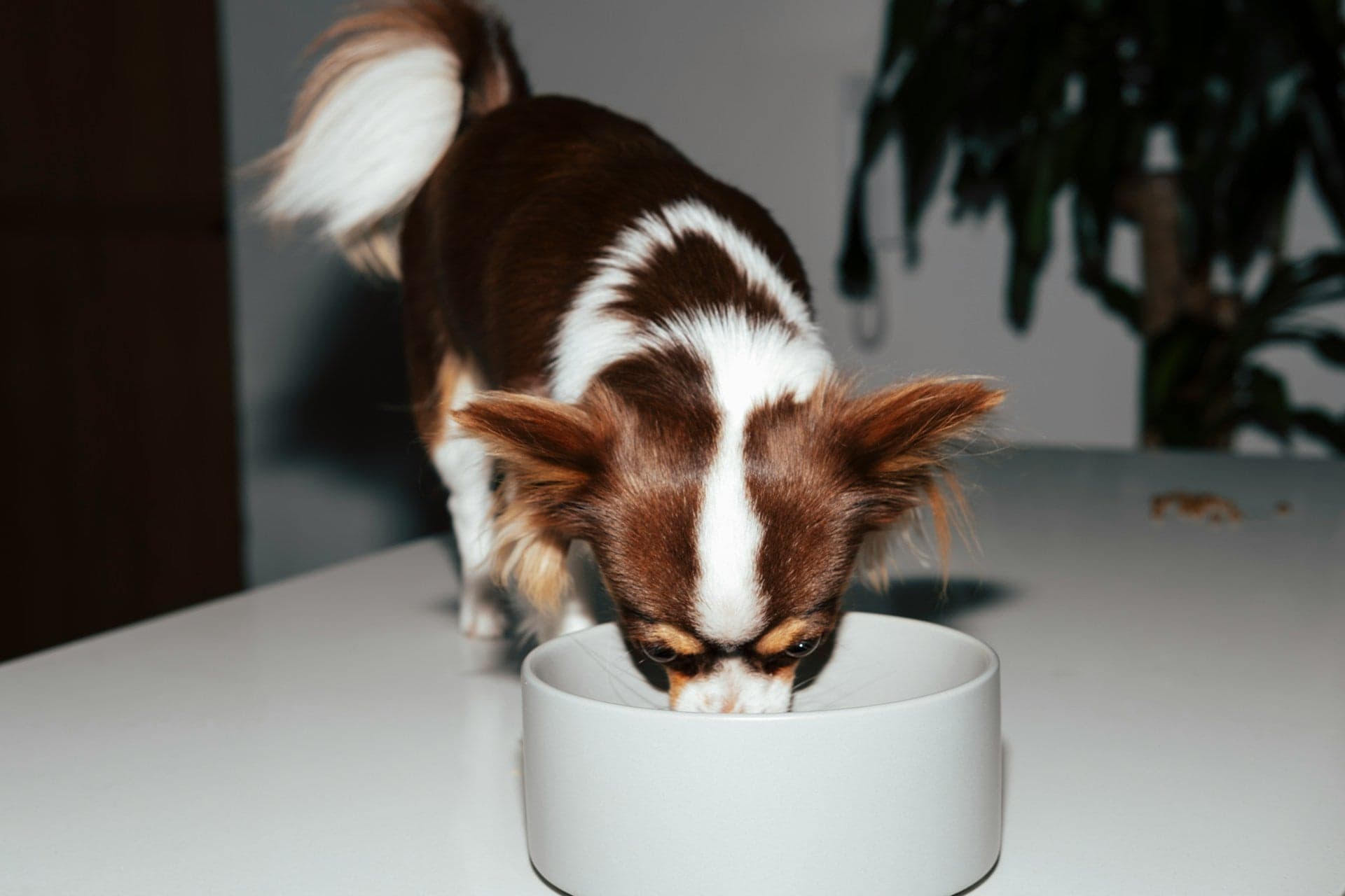 A long-haired brown and white Chihuahua eating from a grey bowl on a light-colored surface.