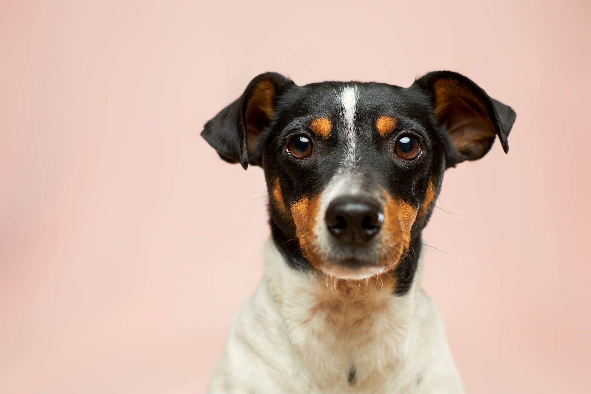 A portrait of a tricolor Rat Terrier looking directly at the camera against a pink background.