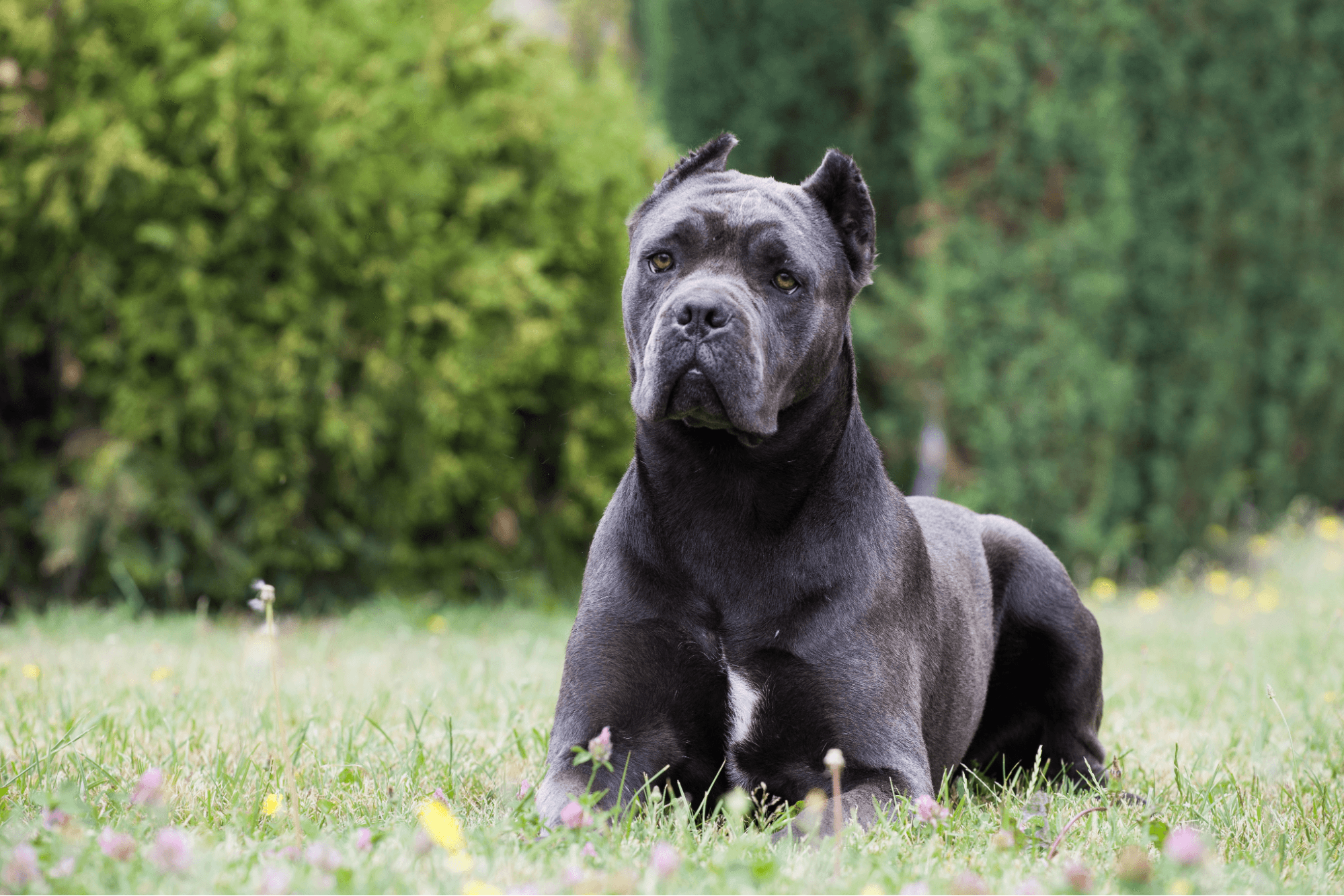 Grey Cane Corso lying down in a grassy garden.