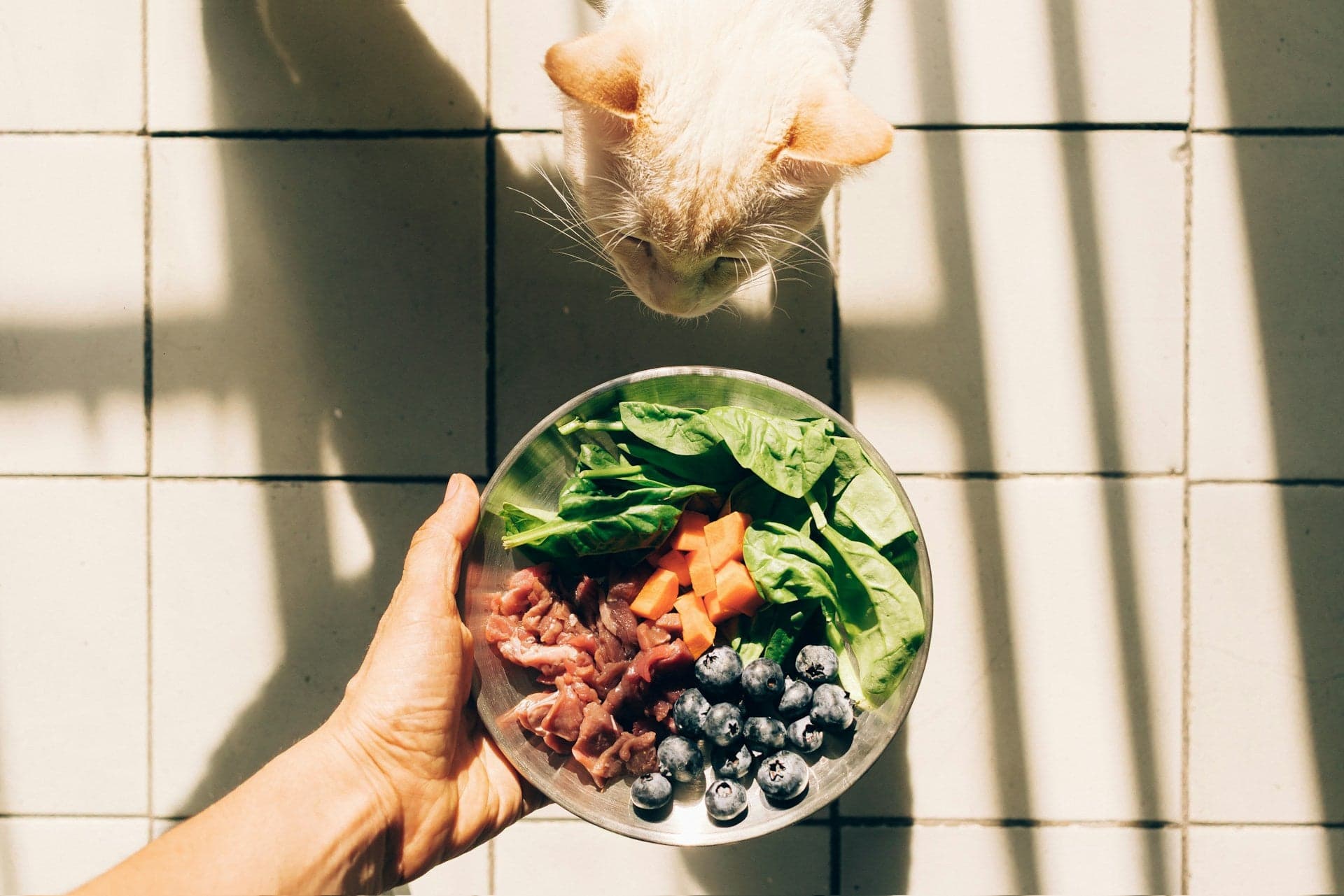 A person holding a bowl filled with fresh meat, vegetables, and blueberries for a cat looking down from above.