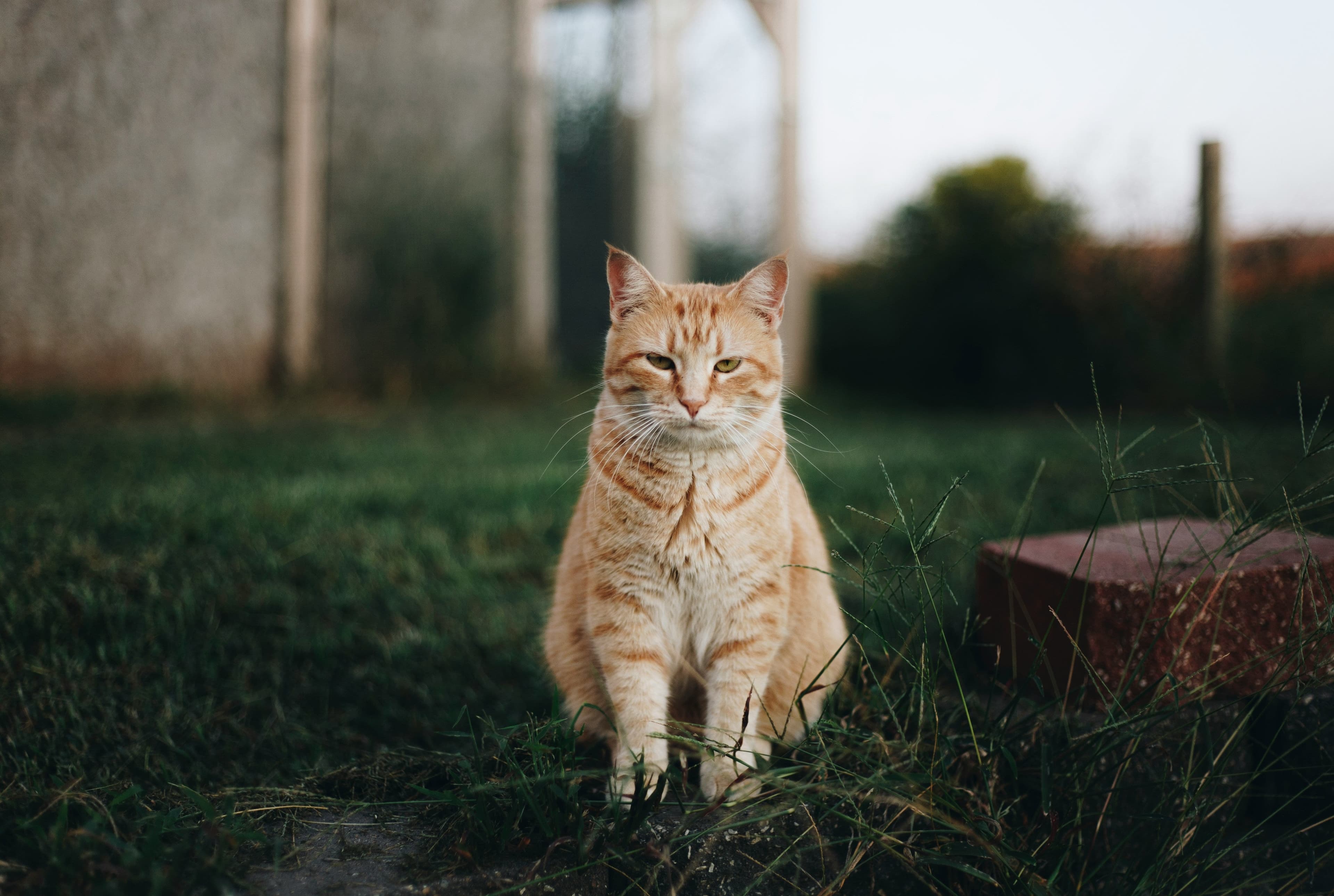 portrait of a cat outside on lawn