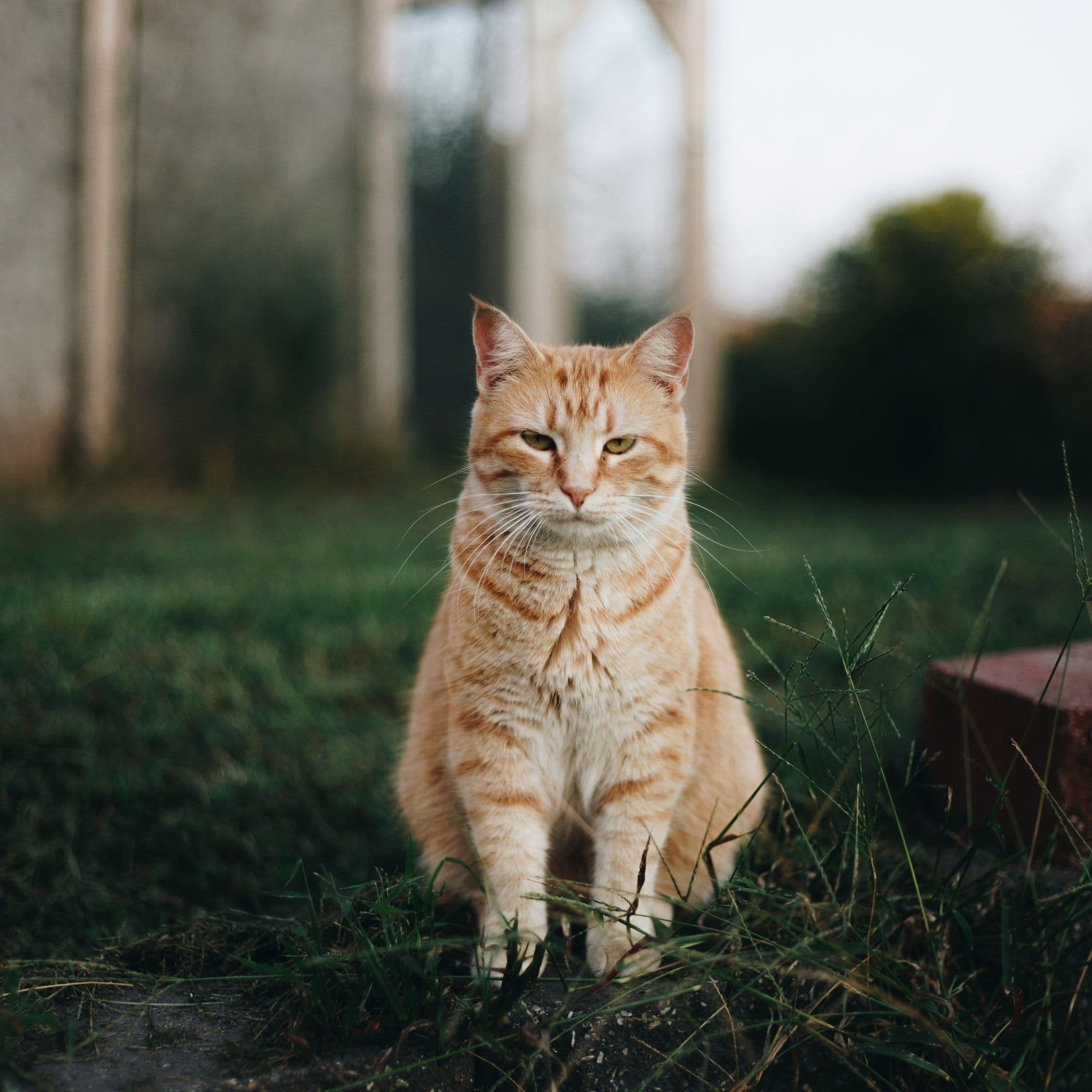 Nutrition for Lethargic Cats: How Food Supports Energy and Everyday Vitality