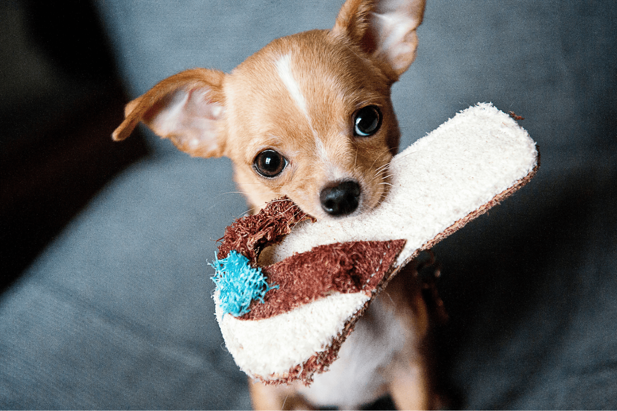 Small Chihuahua puppy holding a flip-flop in its mouth.