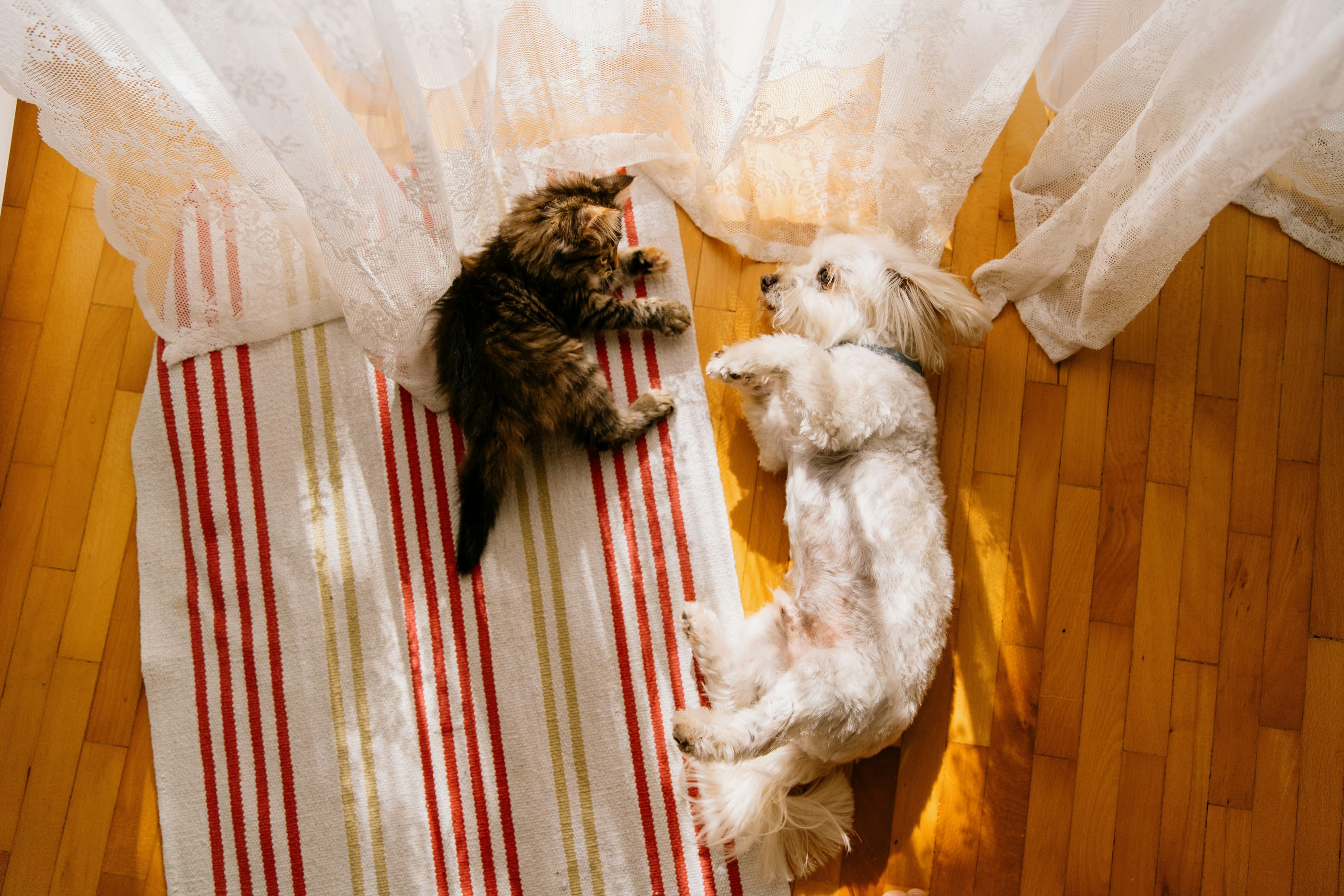 Coconut Oil for Dogs and Cats: What Science Really Says About Pets and Fats