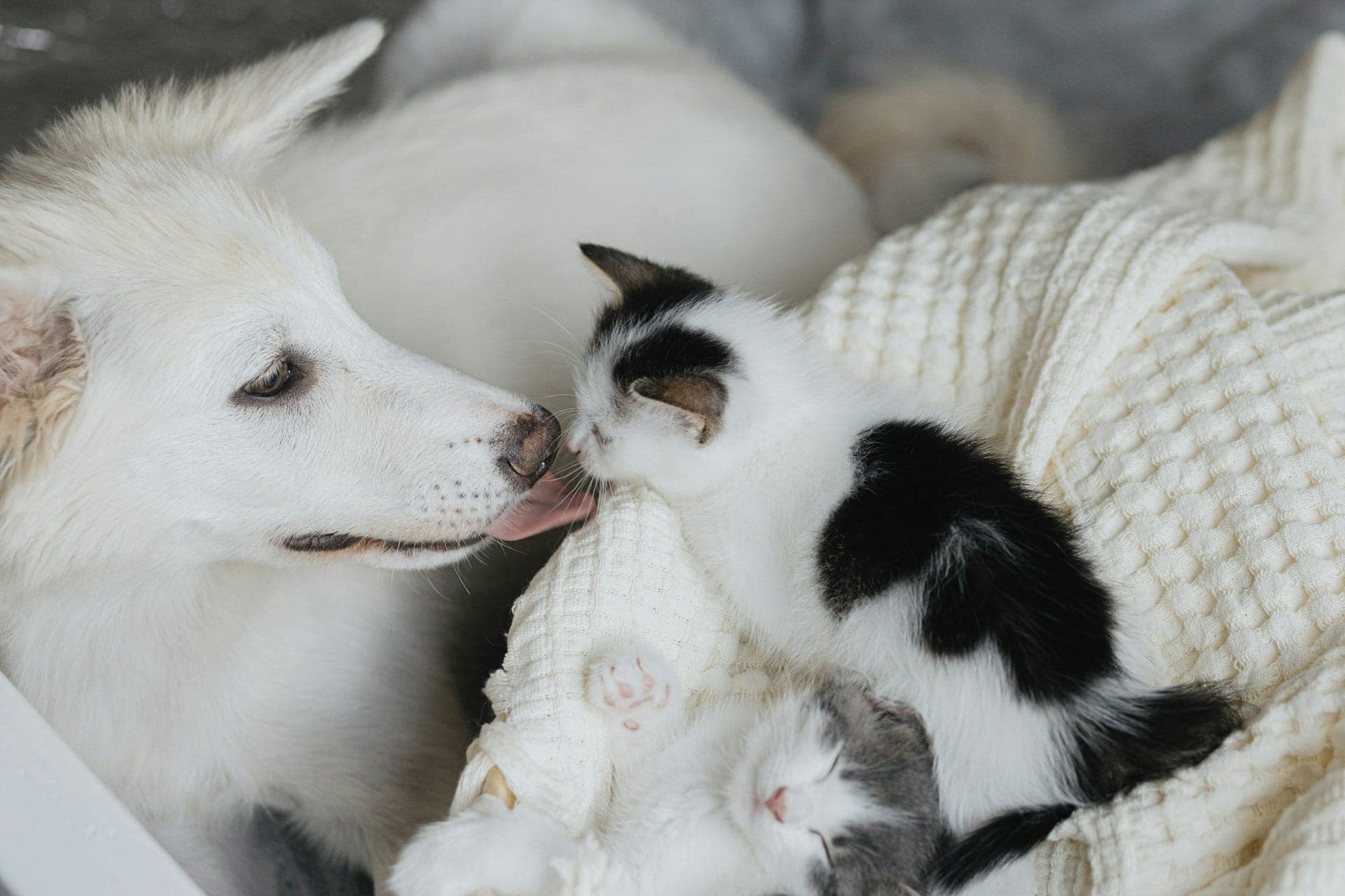 A white dog gently interacting with a small black and white kitten resting on a blanket.
