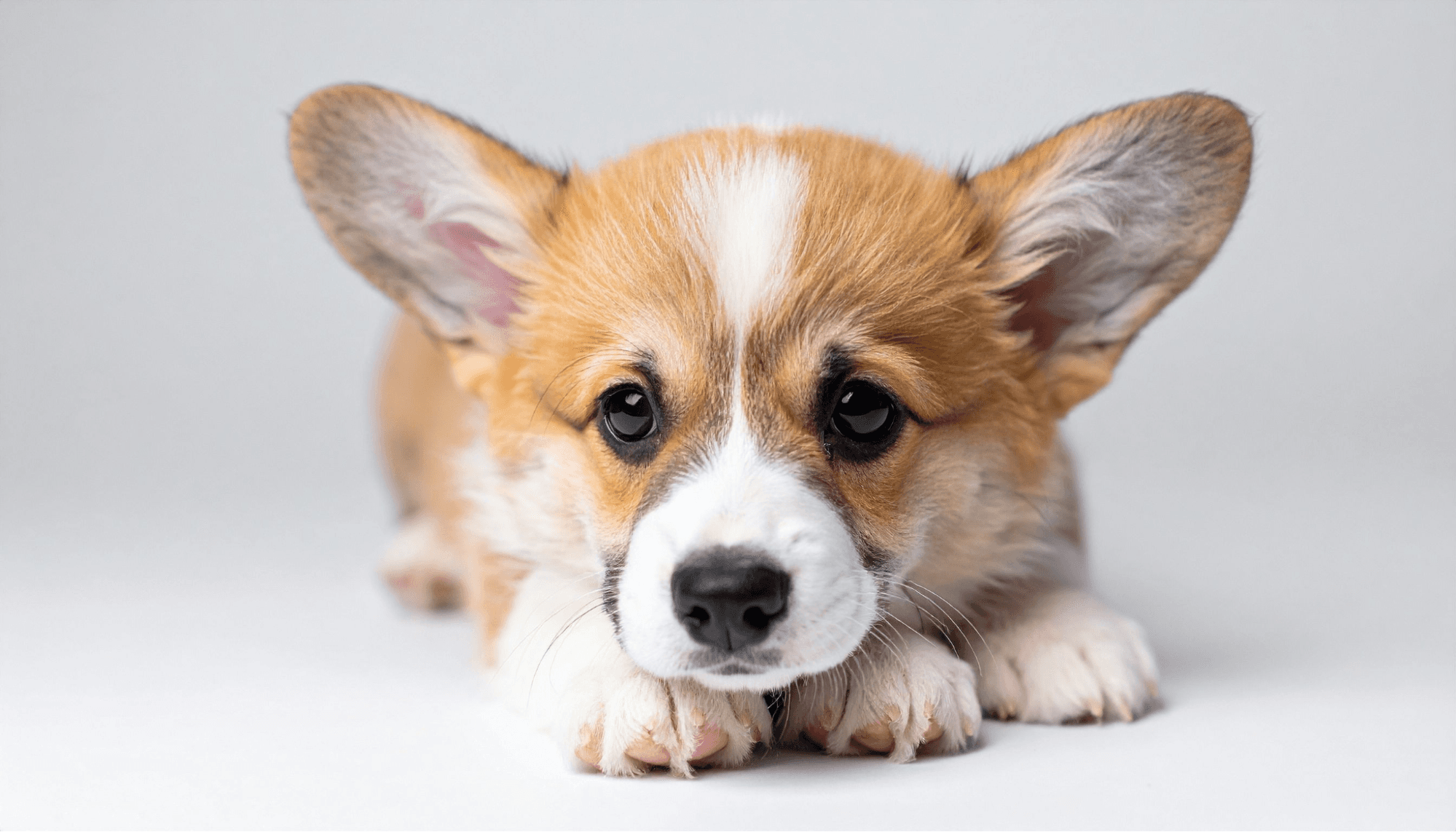 Close-up portrait of a cute Corgi puppy lying down on a light background.