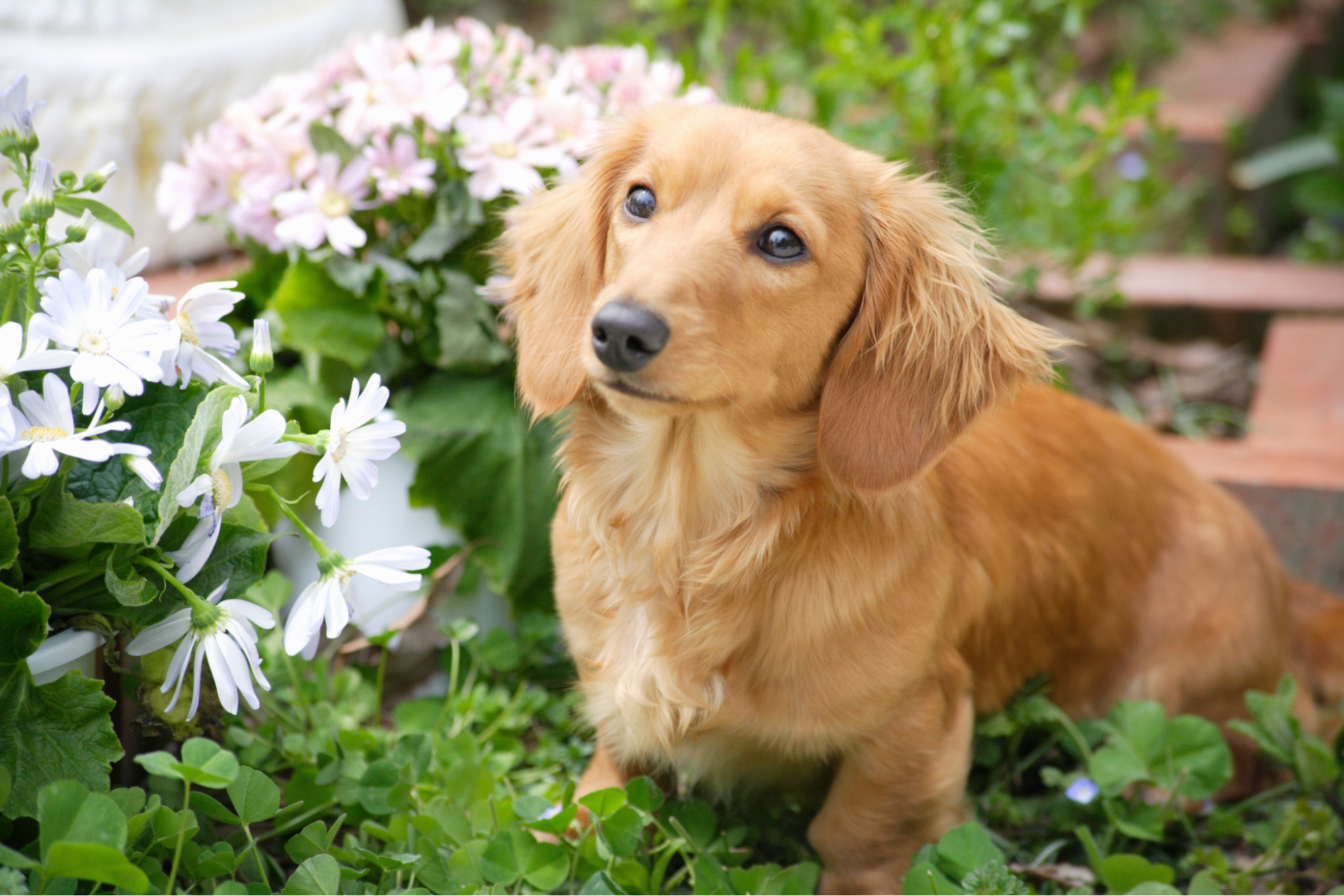 Long-haired dachshund sitting in a garden next to potted flowers.