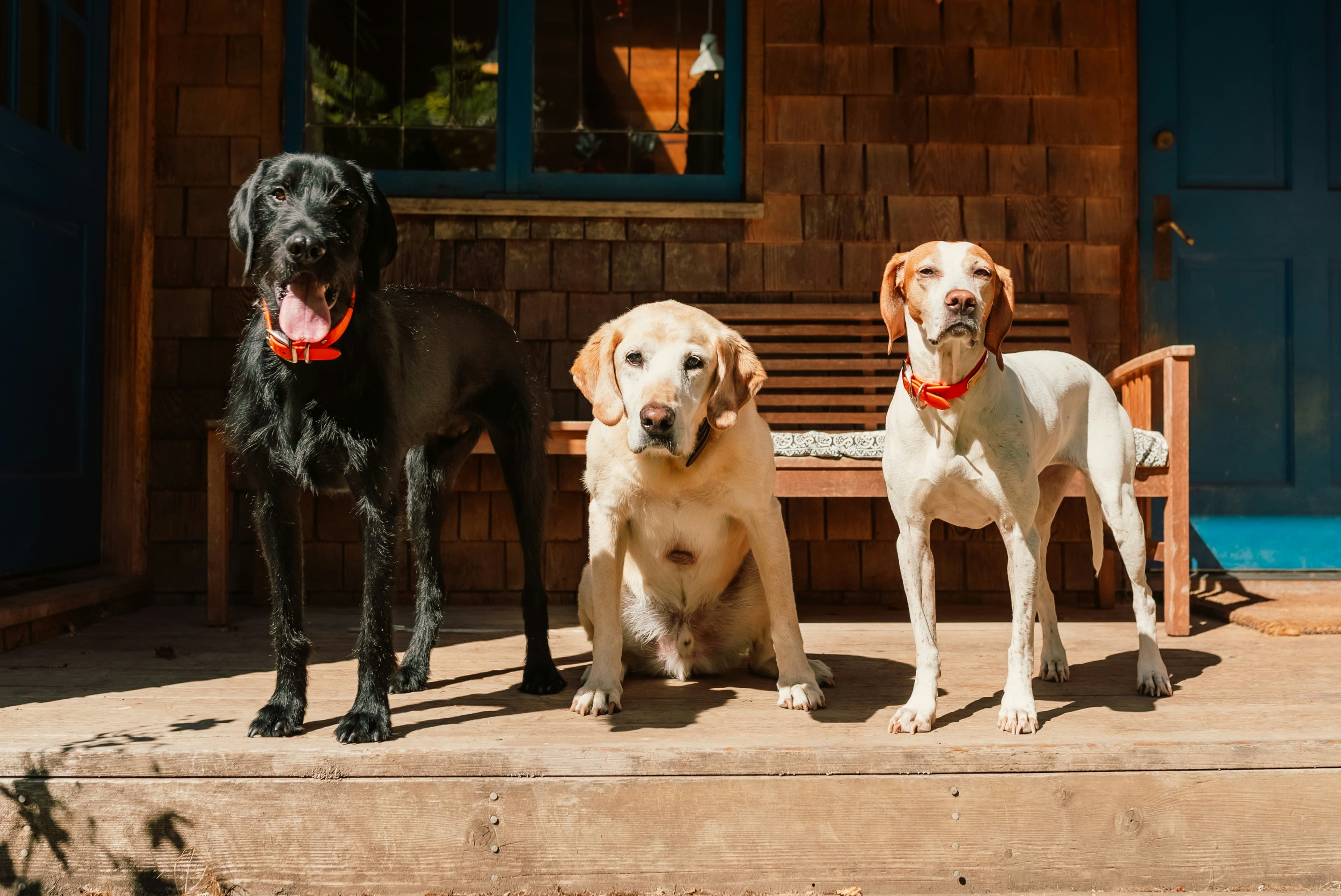 three dogs standing in a porch with a bench in the background