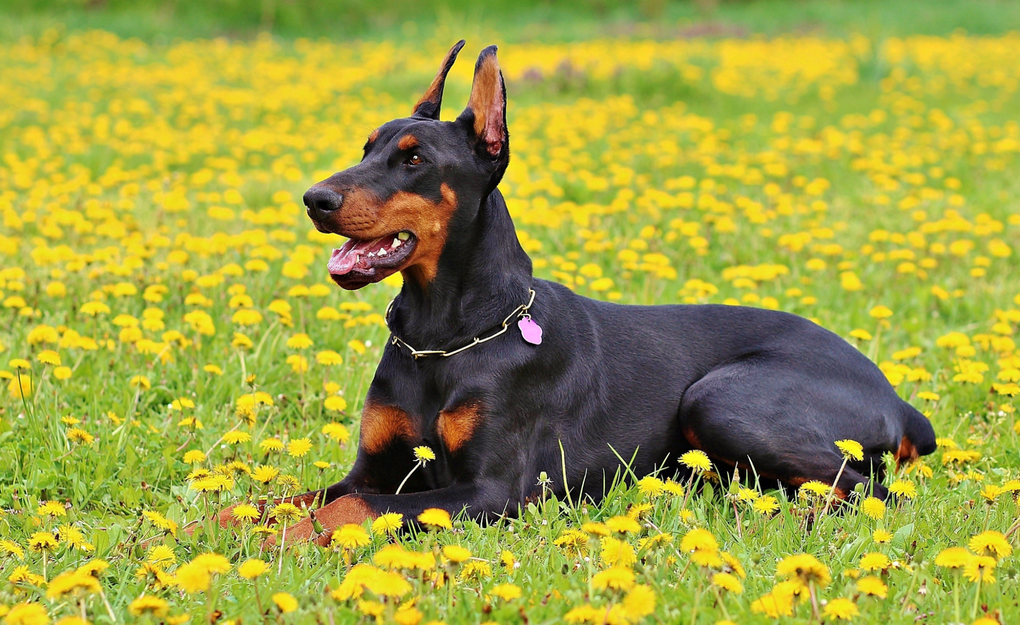 Black and tan Doberman lying in a field of yellow dandelions.
