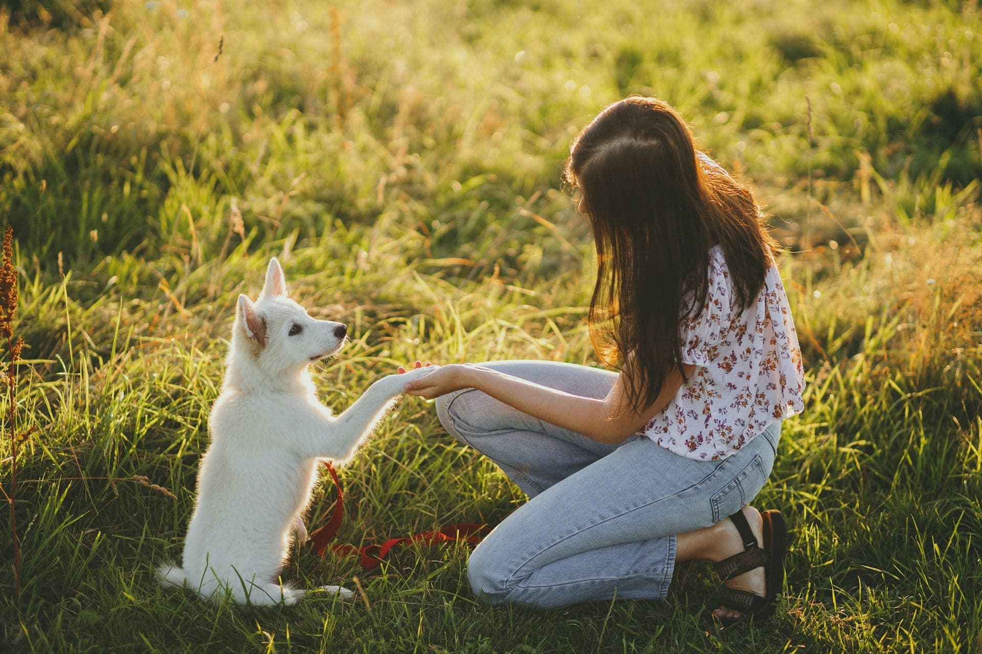 A woman kneeling in a grassy field giving her hand to a white puppy who is lifting its paw to shake.