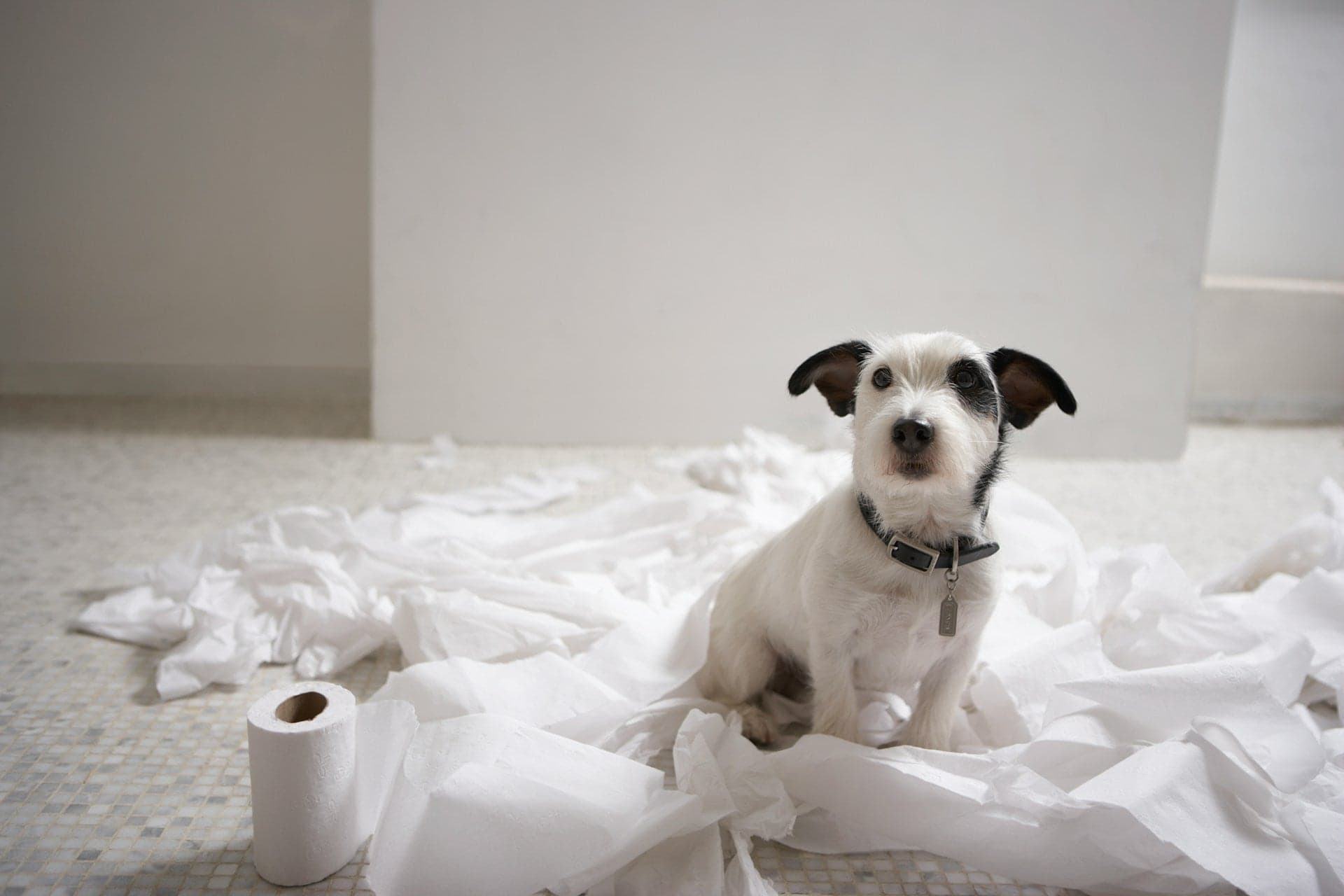 A white and black terrier dog sitting amidst shredded toilet paper on a tiled floor next to an intact roll.