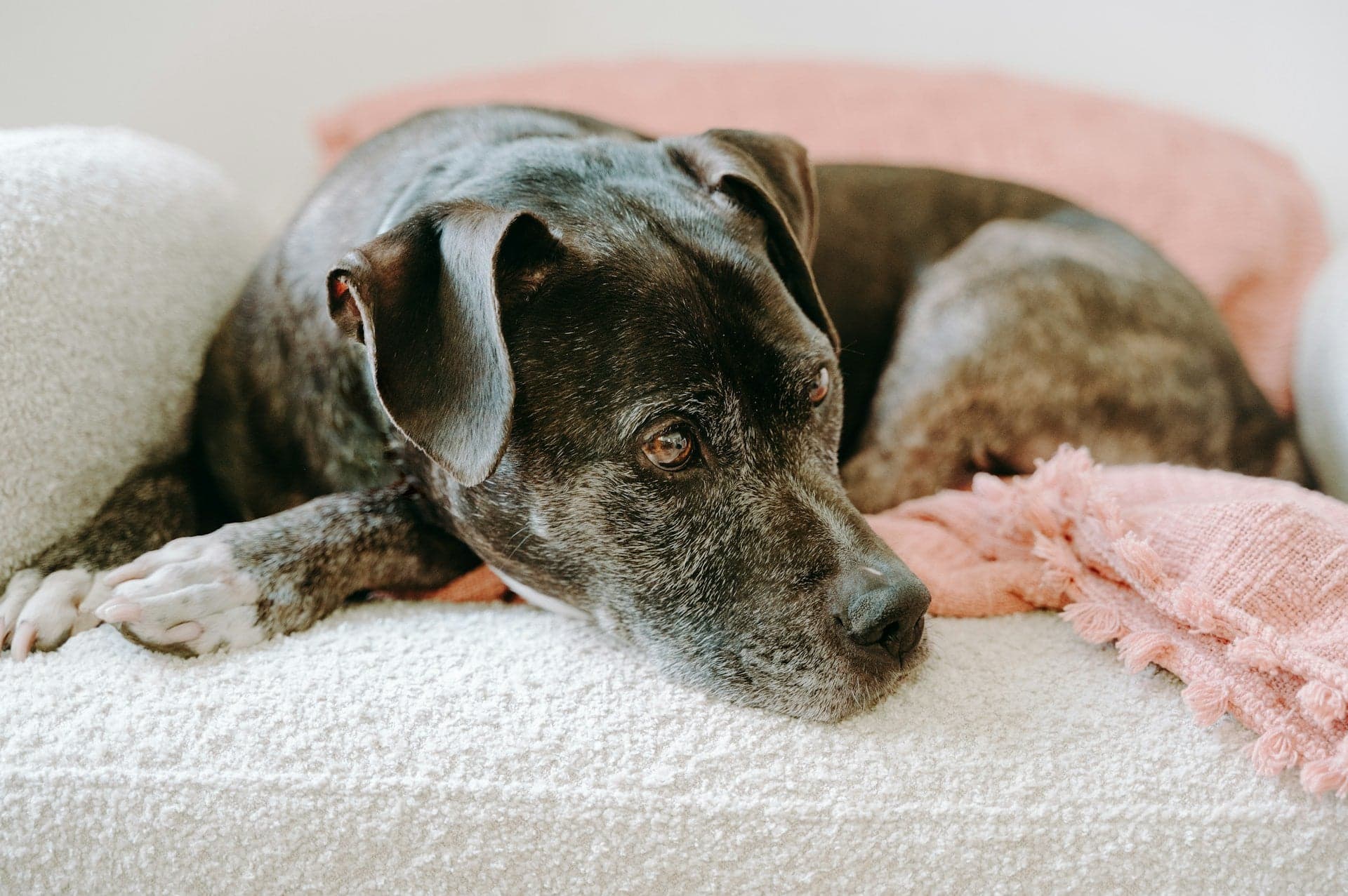 A black dog resting on a couch with pink blankets.
