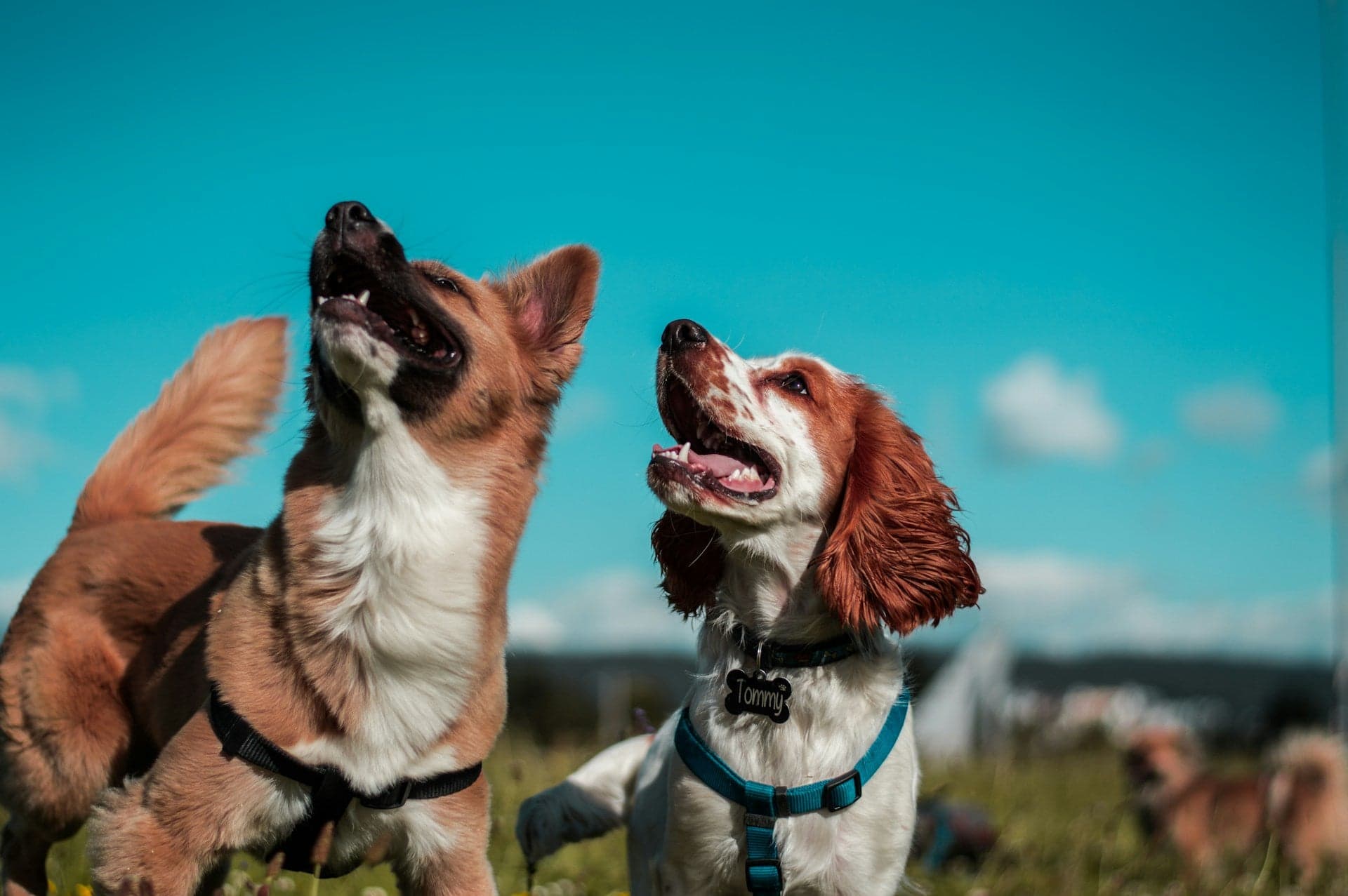 Two happy dogs looking up against a bright blue sky.