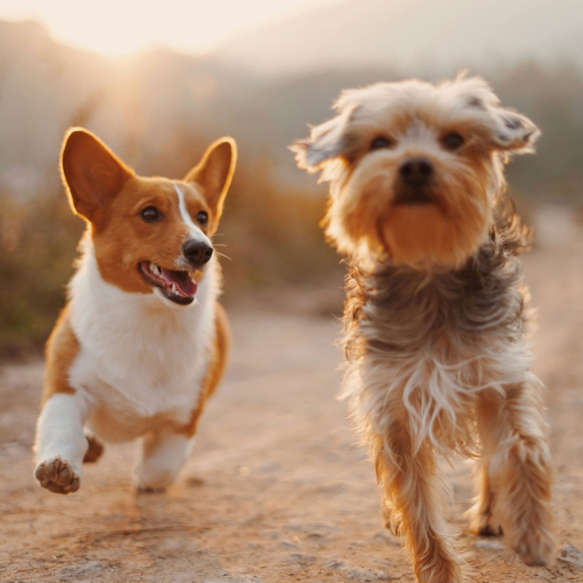 Gently-Cooked Dog Food in Toronto: What to Look For Before Choosing a Meal