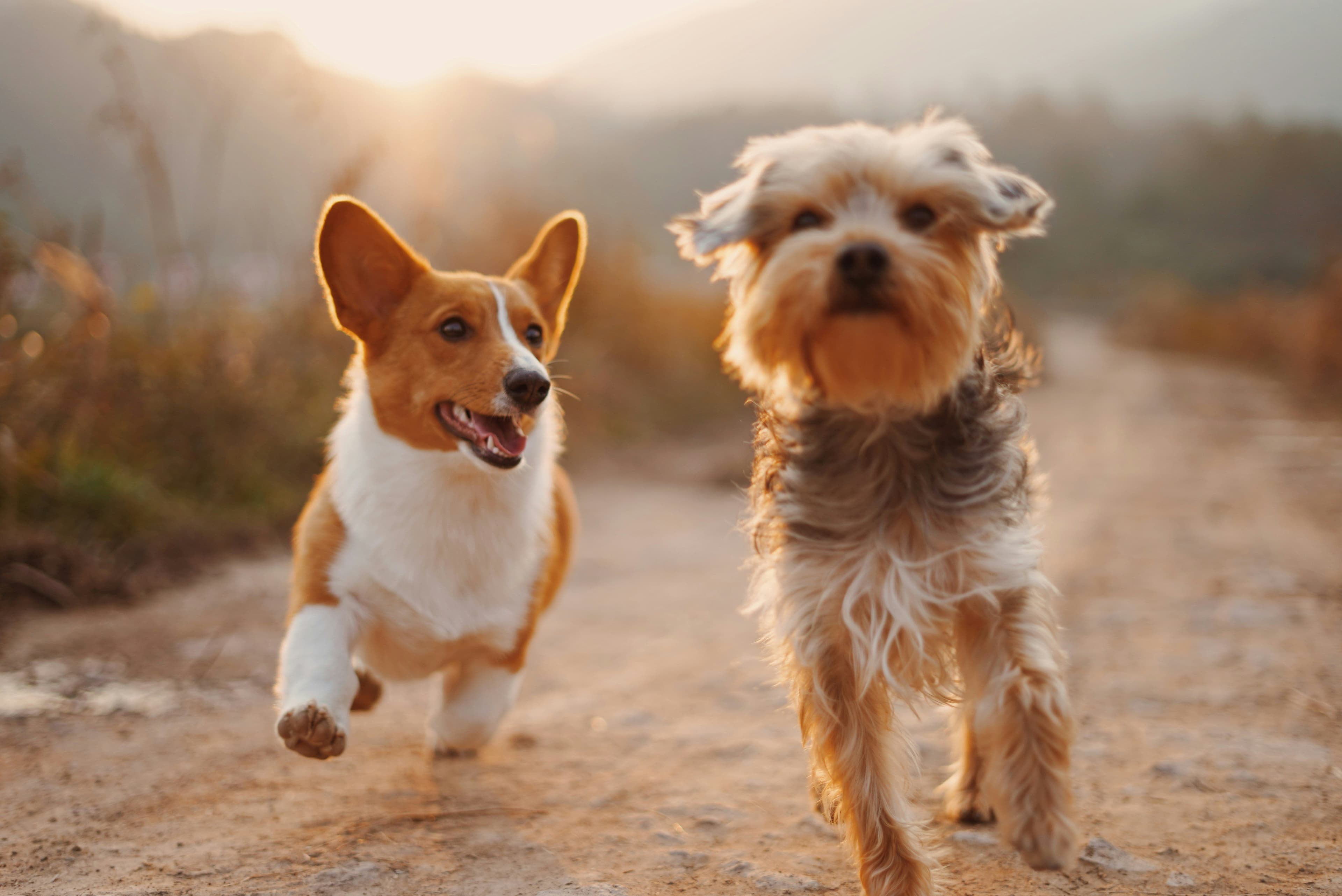 Two brown and white dogs running on diry road at sunset