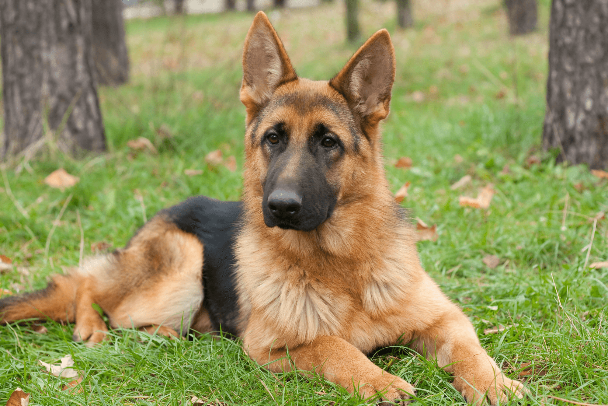 German Shepherd lying in the grass.