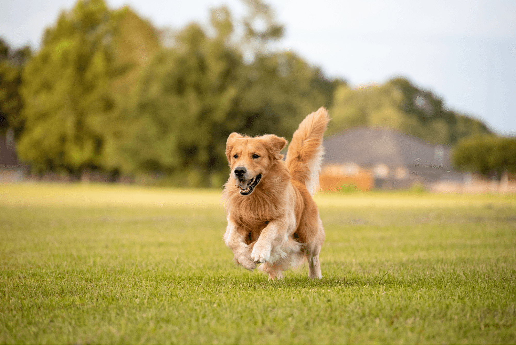 A Golden Retriever running excitedly through a grassy field.