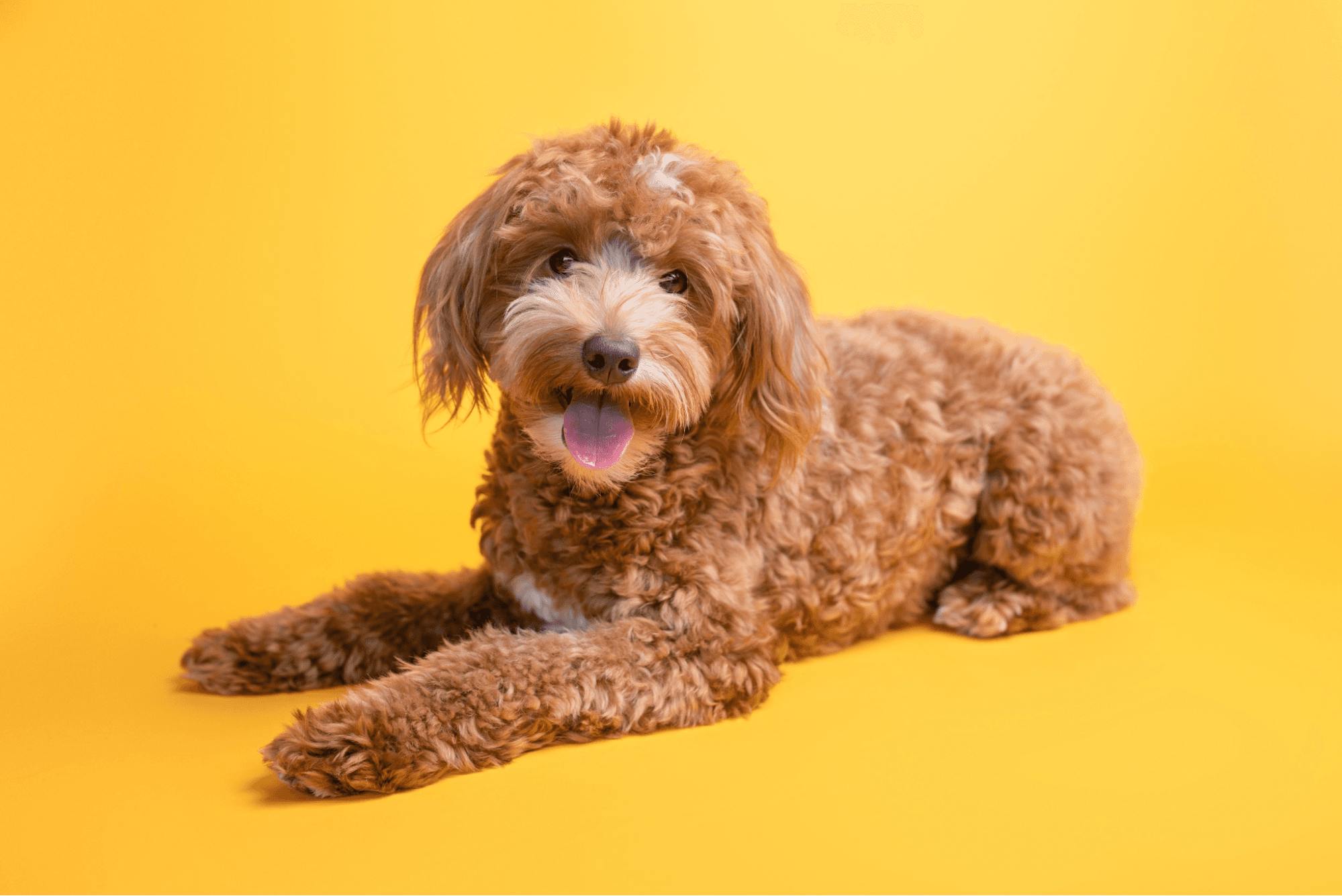 Fluffy brown Poodle mix lying down with its tongue out against a yellow background.