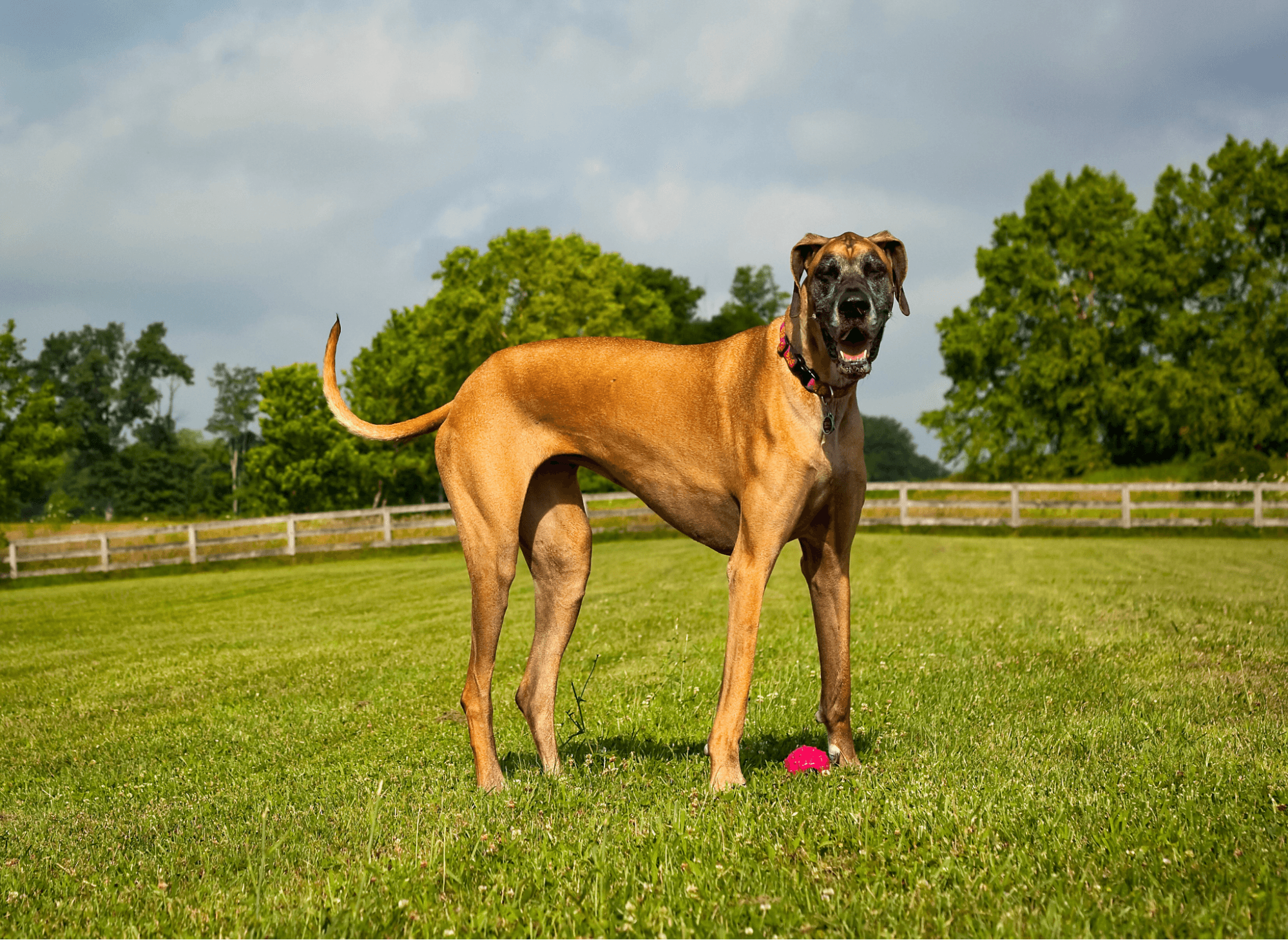 Fawn Great Dane standing in a grassy field with a fence and trees in the background.