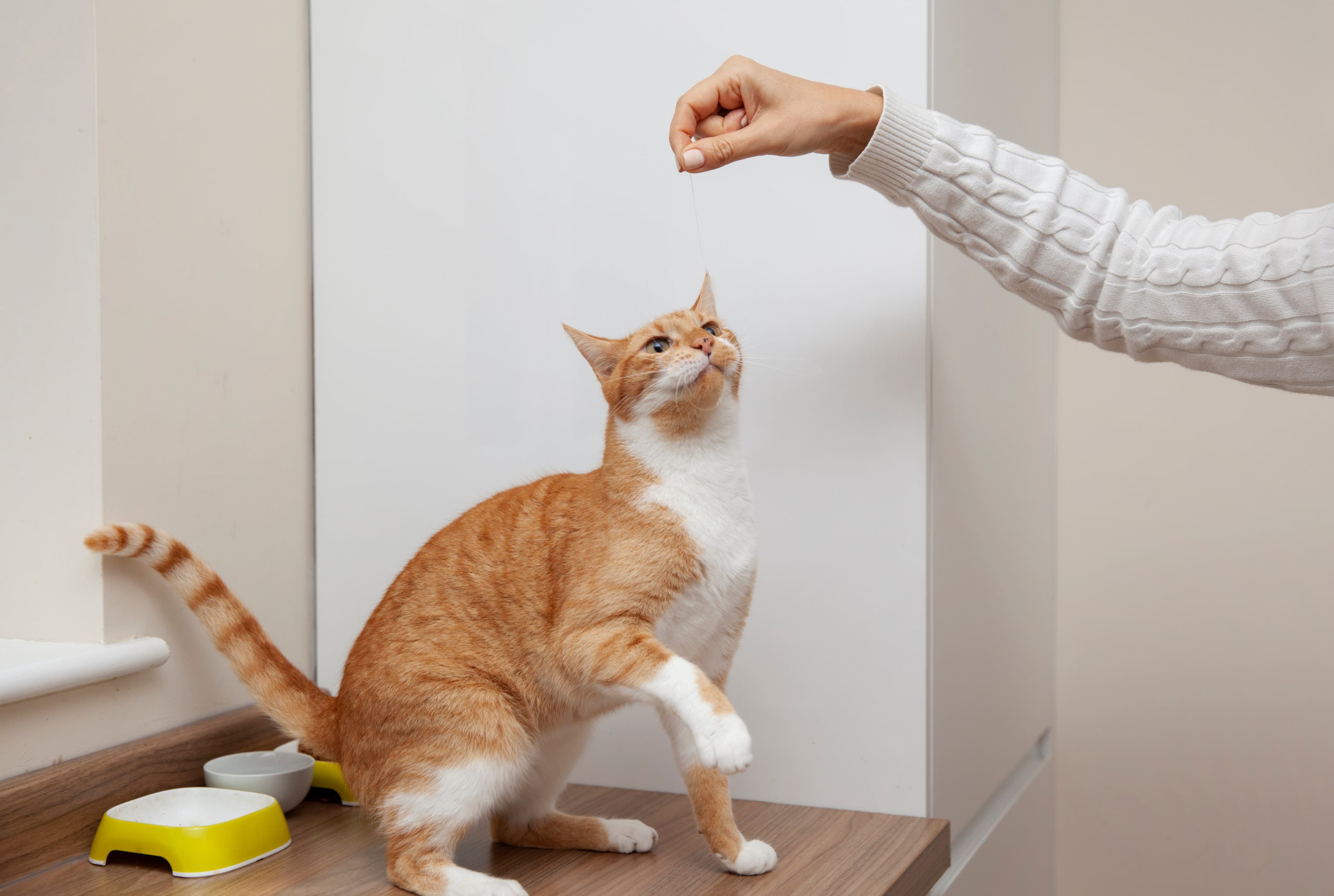 An orange and white cat reaching up to play with a string held by a person in a white sweater.