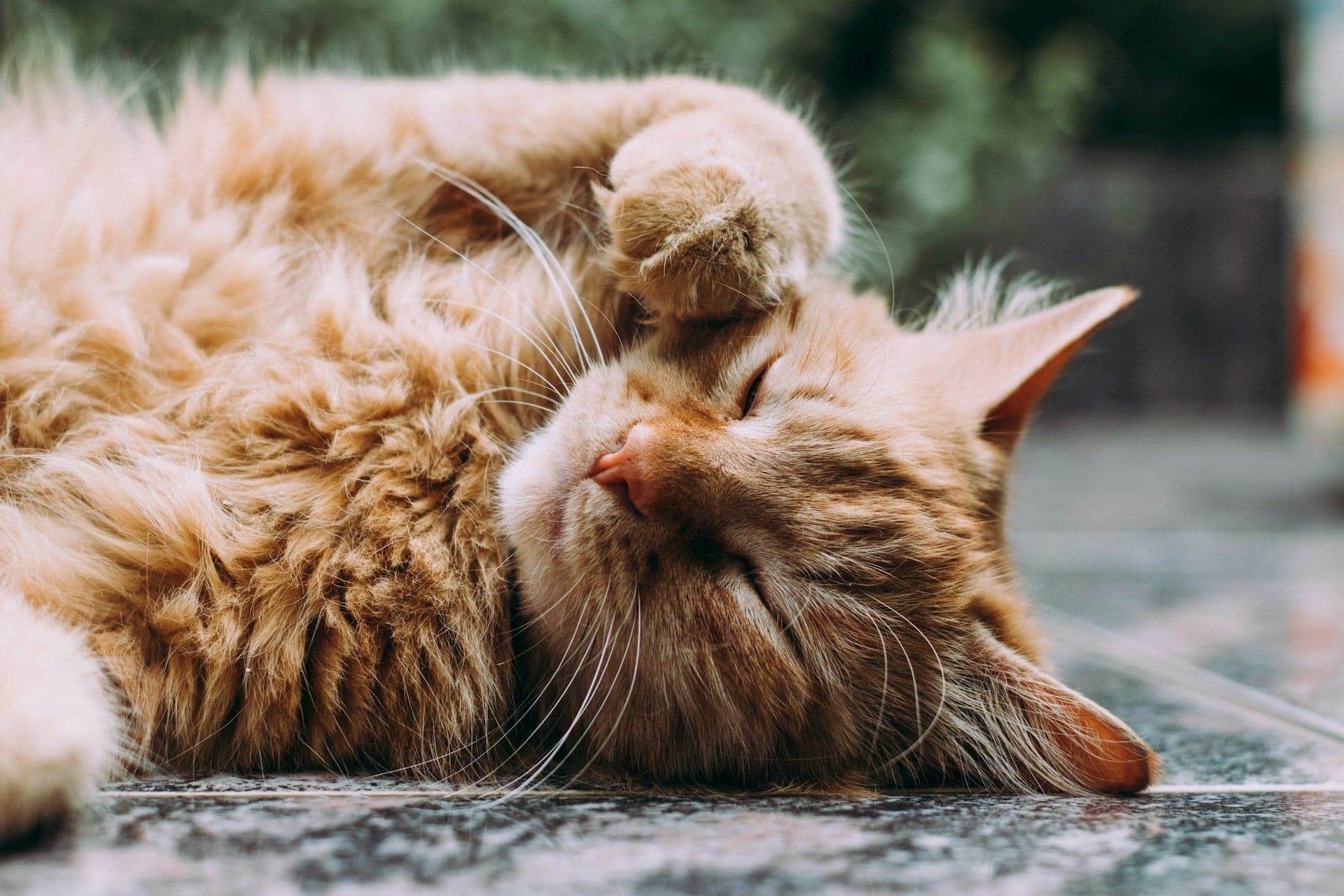 Fluffy orange cat lying on its back and resting.