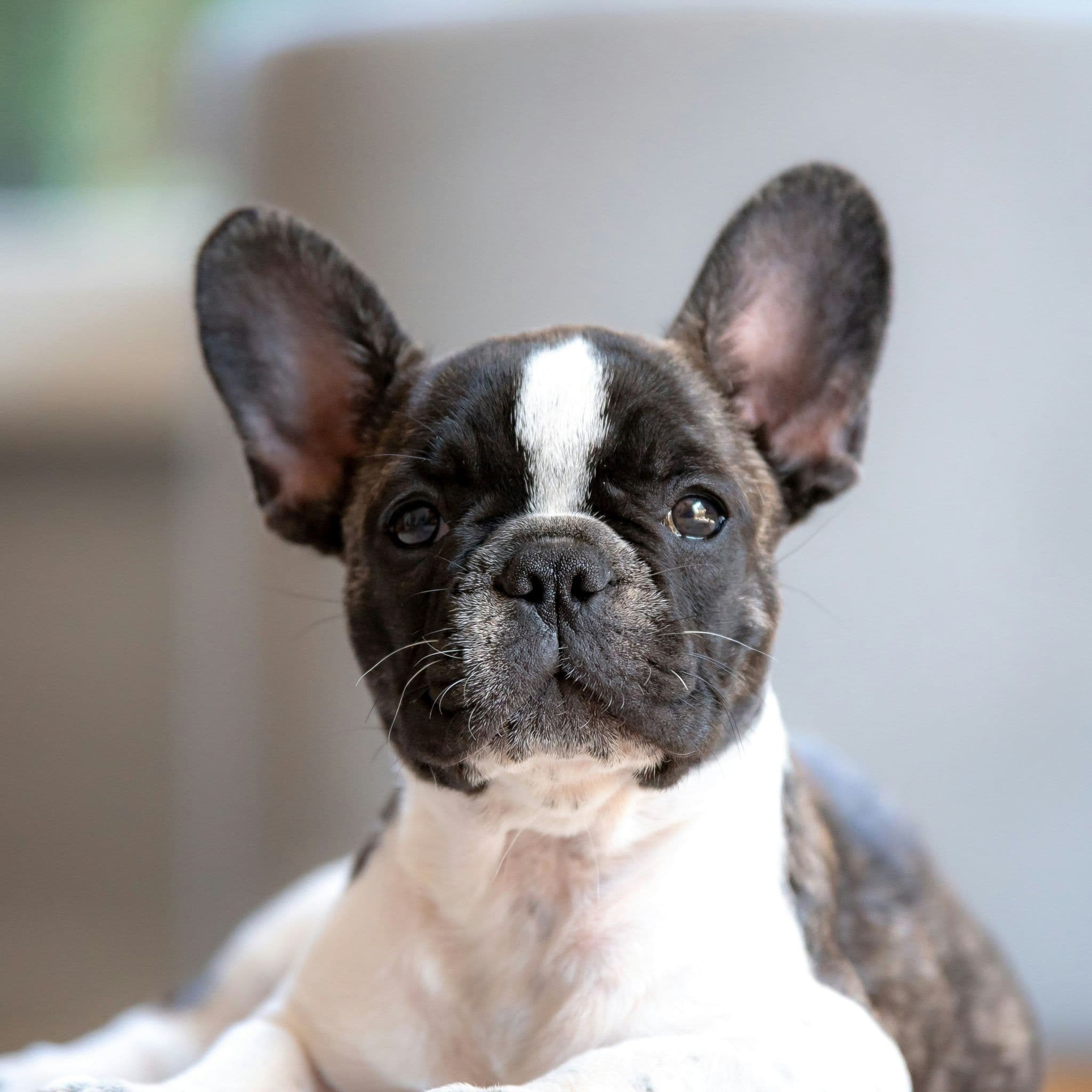 Human Grade Dog Food for Sensitive Dogs: How to Choose the Right Recipe