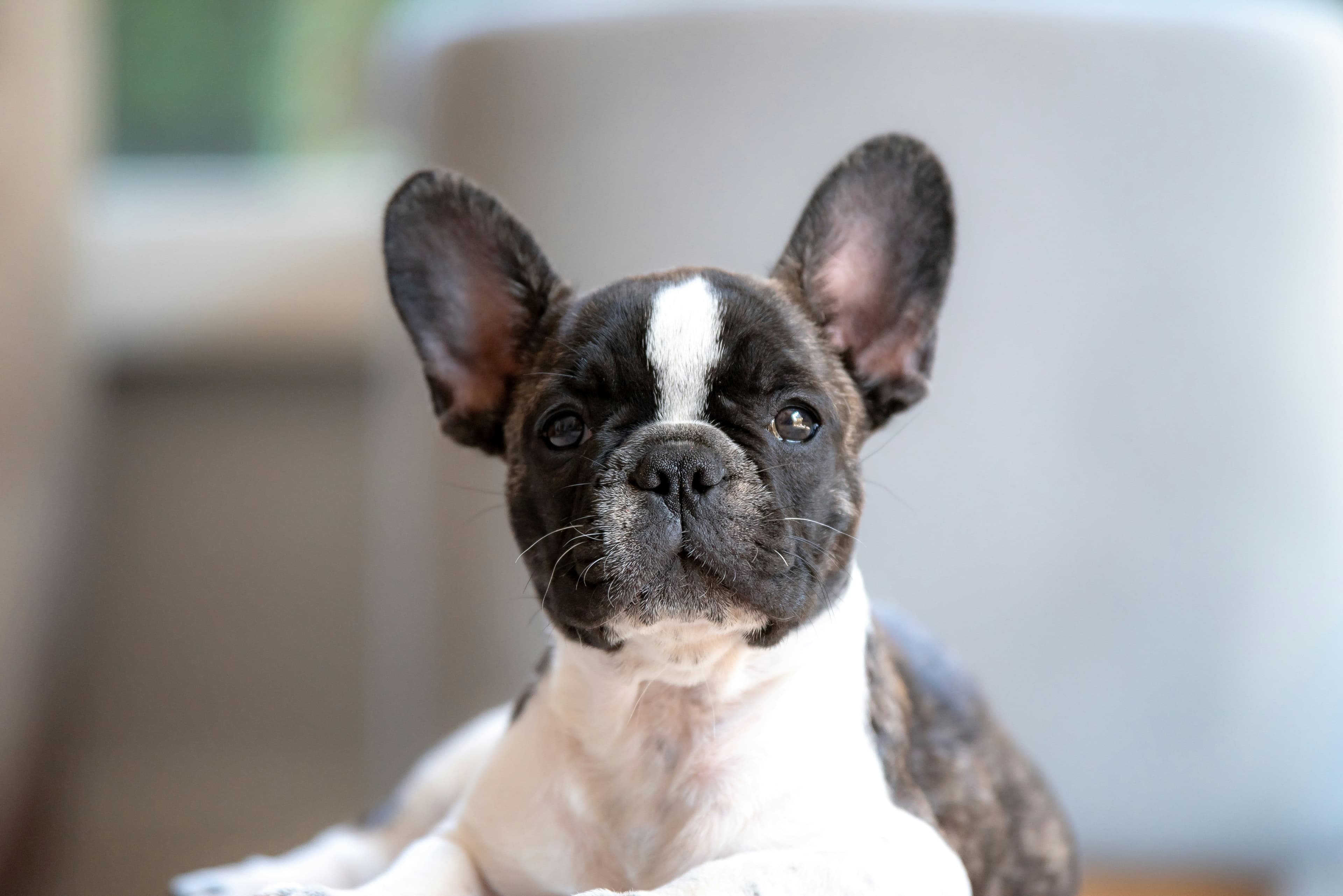 short coated white and black puppy