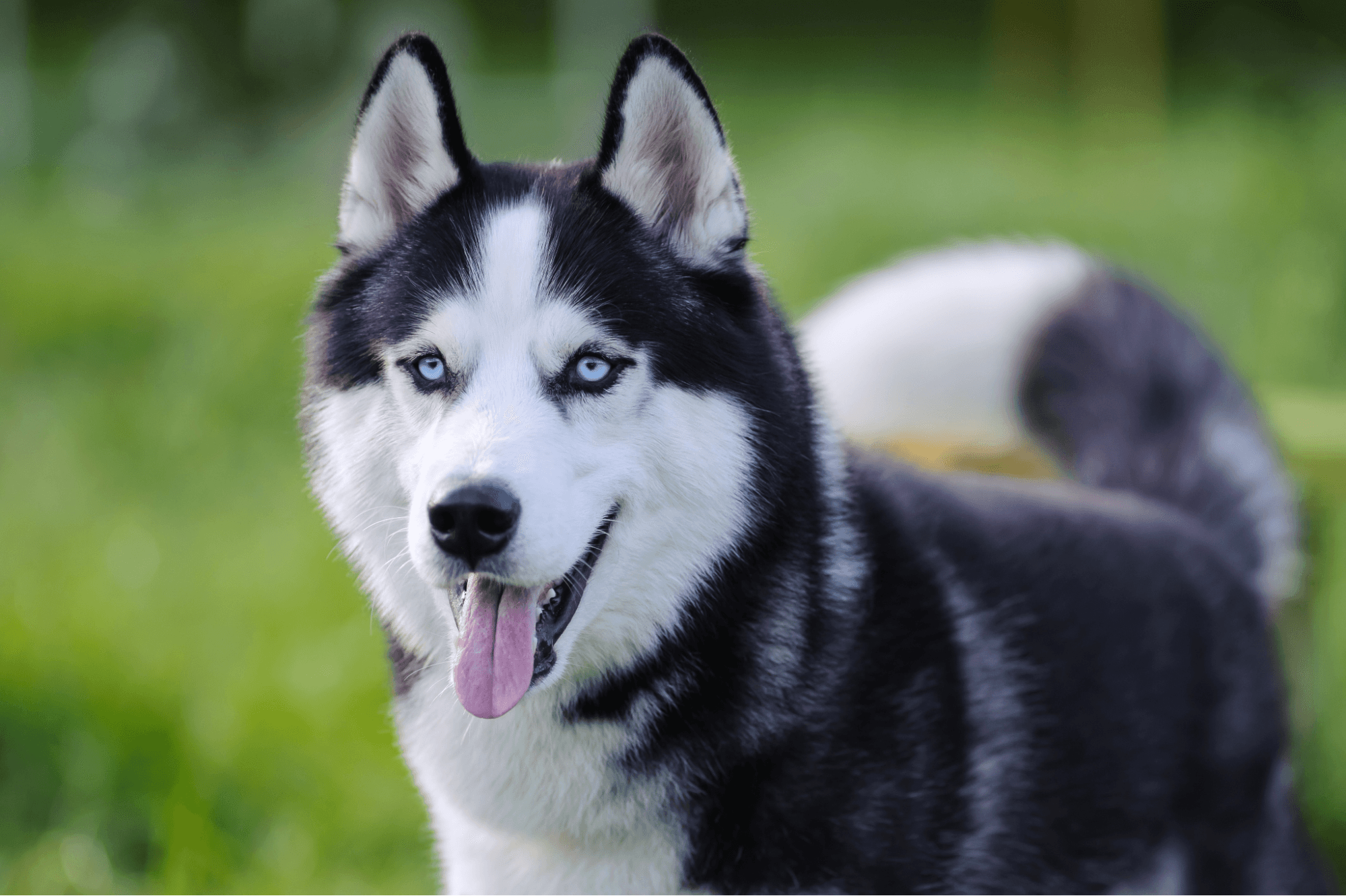 What Husky Owners Should Know Before Feeding an Active Dog With a Big Appetite