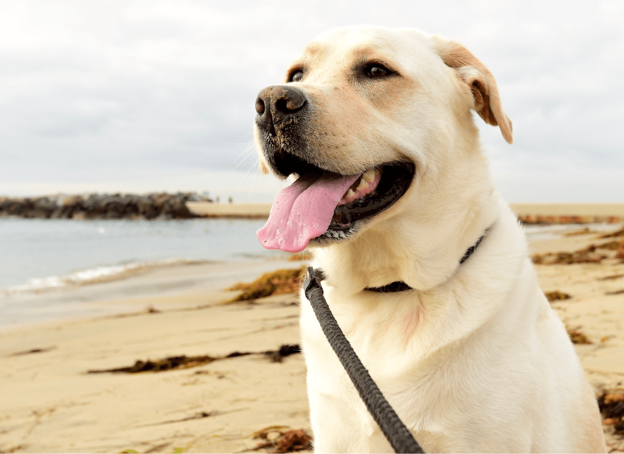 Happy yellow Lab on a sandy beach with its tongue out.