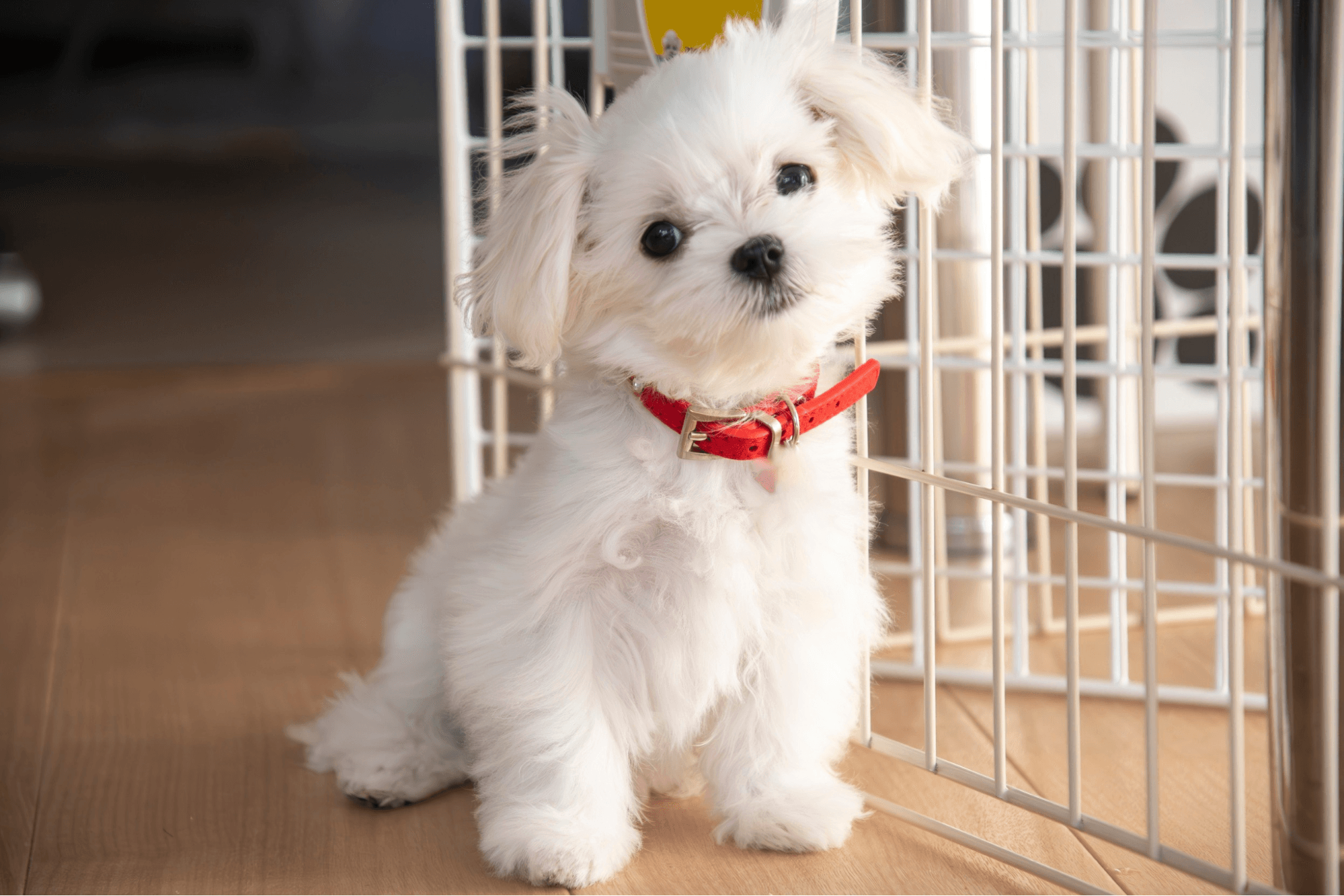 Small white Maltese puppy sitting by a wire playpen indoors.