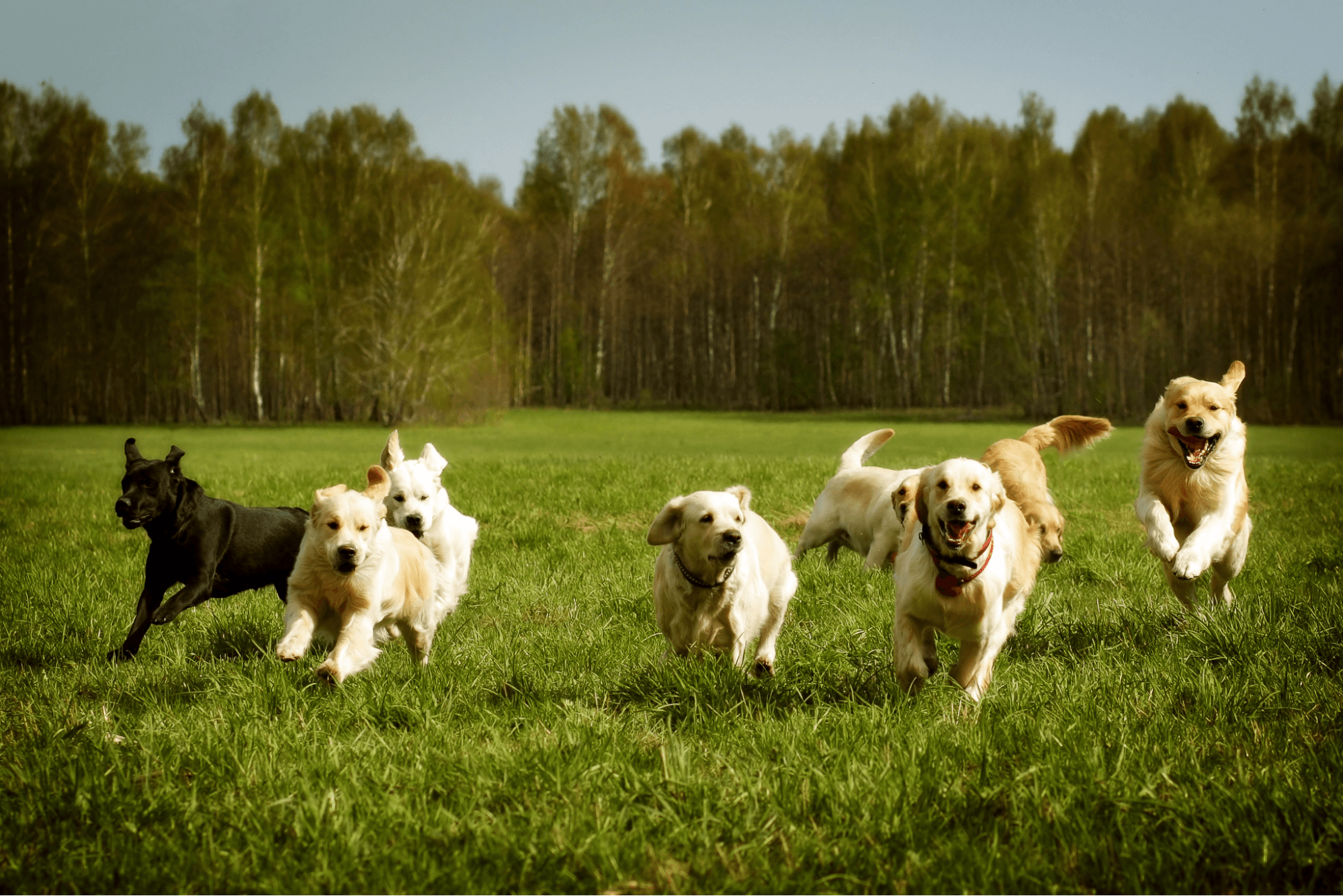 A pack of dogs running across a grassy field with a line of trees in the background.