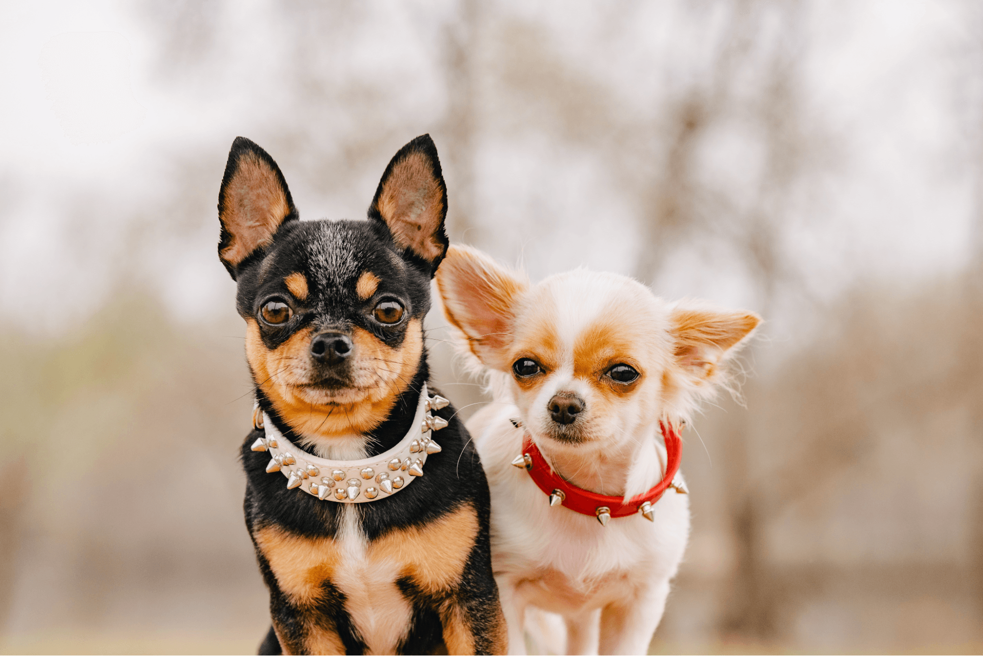 Two small Chihuahuas wearing spiked collars, one black and tan and the other white and tan.