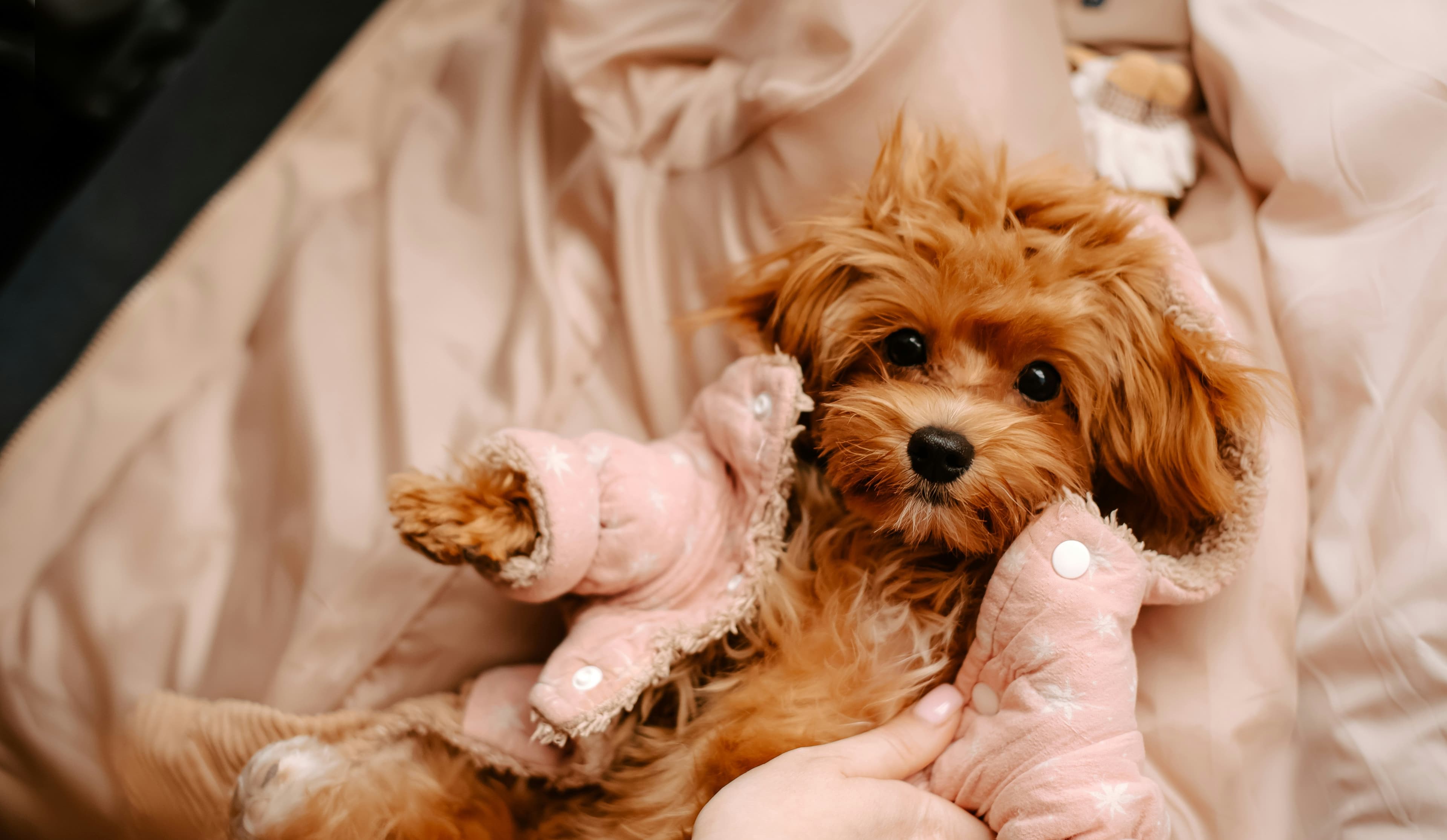 Megaesophagus in Dogs: Symptoms, Treatment, Feeding and Nutrition