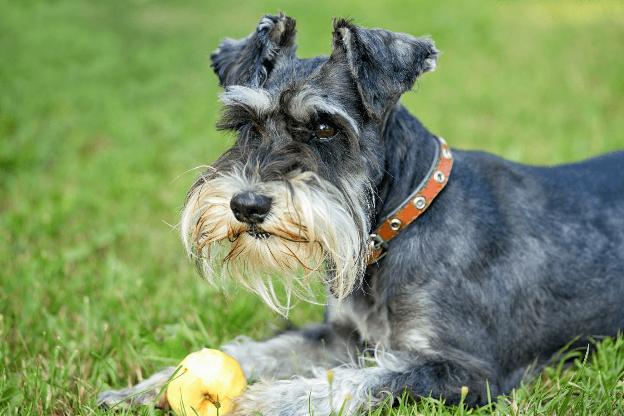 Miniature Schnauzer lying in the grass next to a yellow apple.