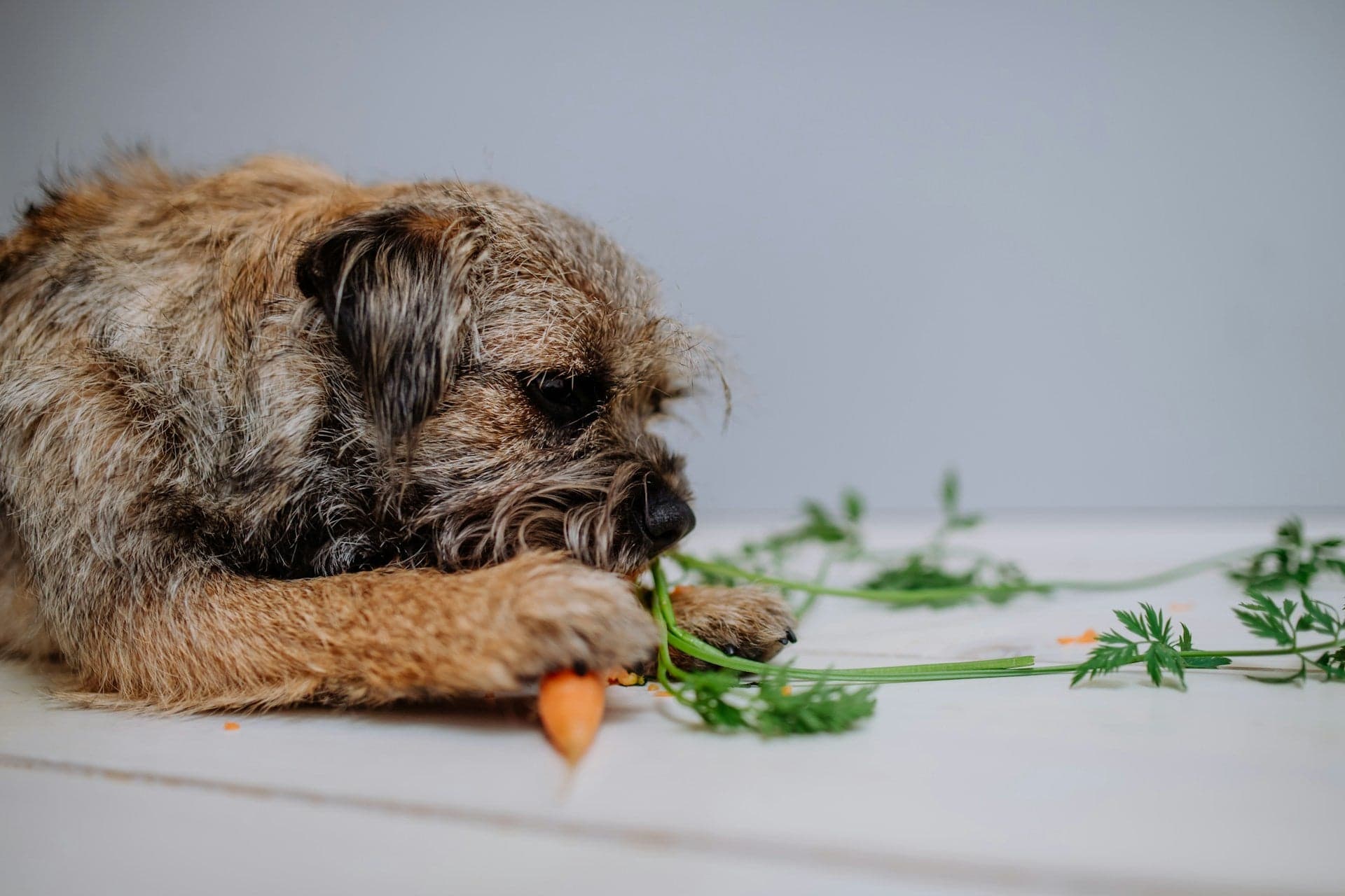 Wirehaired dog chewing on fresh carrots.