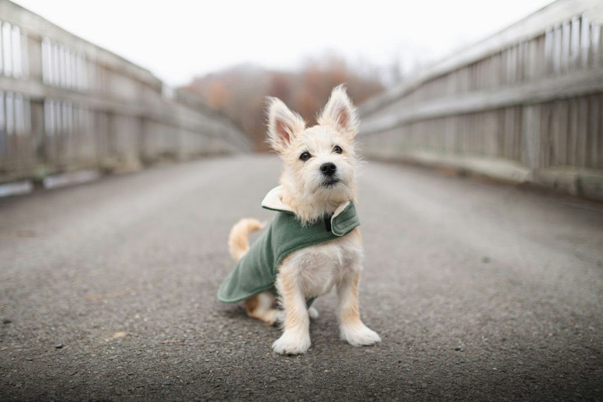 A small, fluffy tan dog wearing a green coat sits on a paved path between wooden railings.