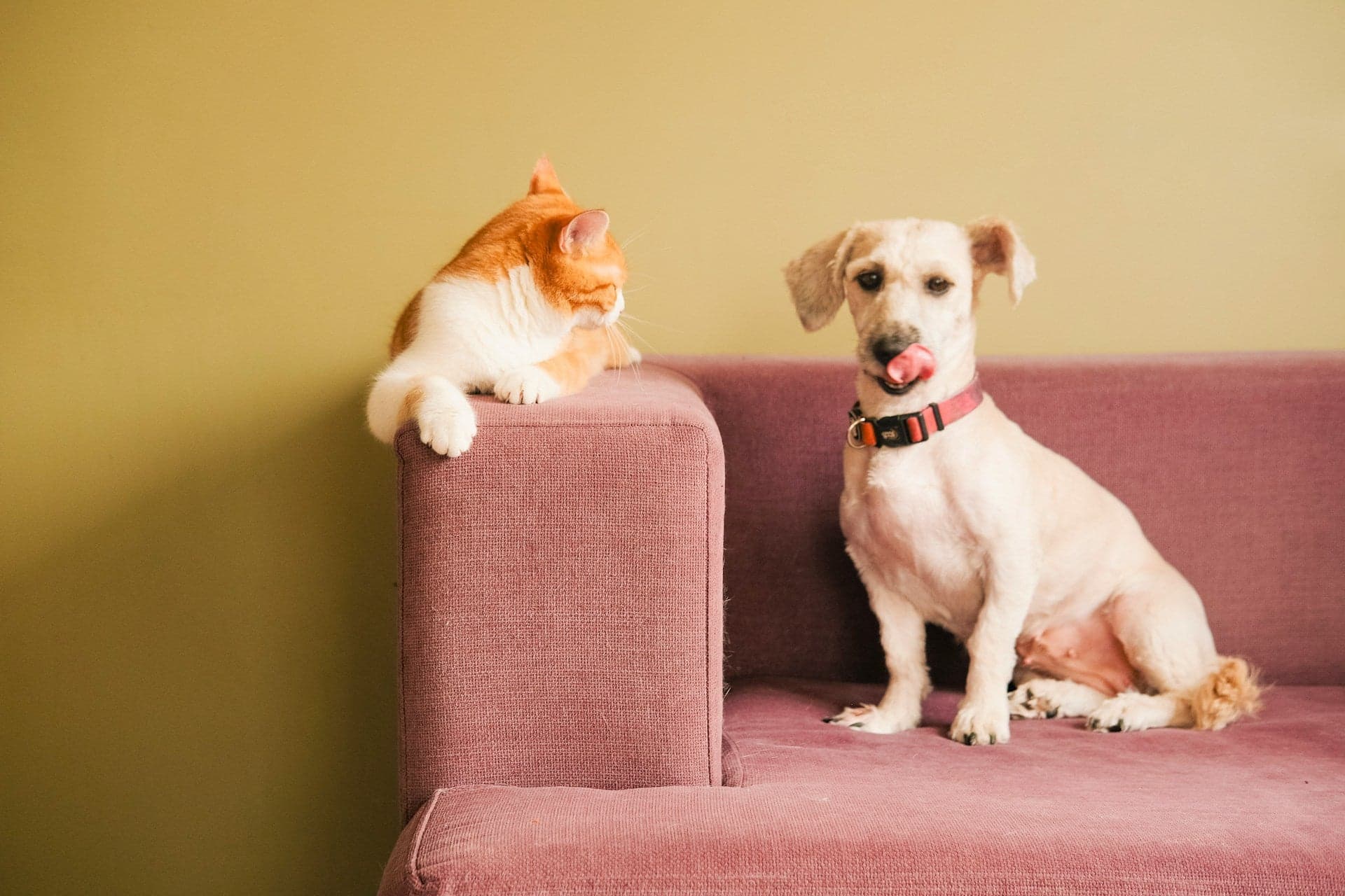 An orange and white cat lying on the arm of a purple sofa next to a light-colored dog with a pink collar licking its nose.
