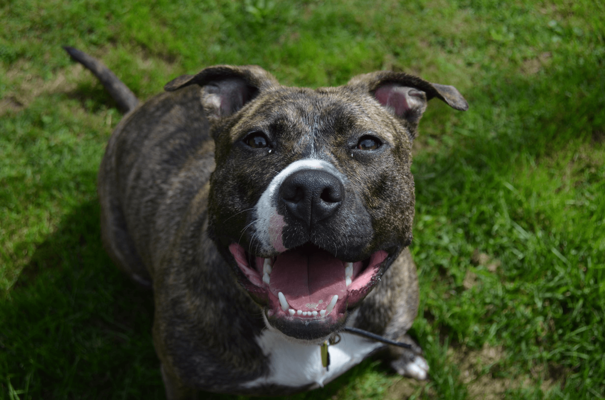A smiling brindle Pit Bull sitting in the grass.
