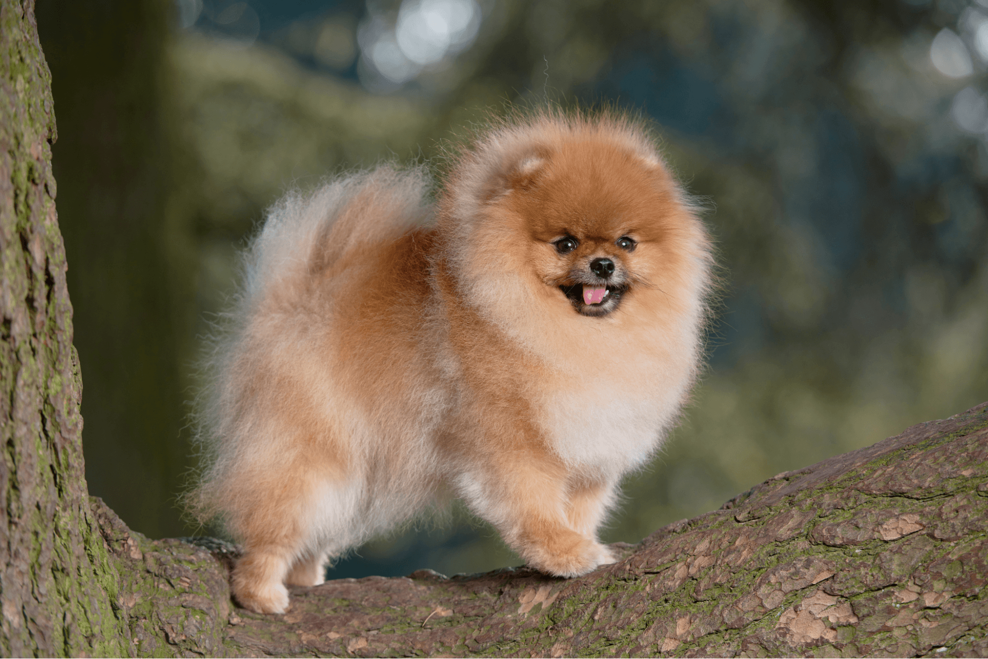 Fluffy orange Pomeranian dog standing on a large tree branch outdoors.